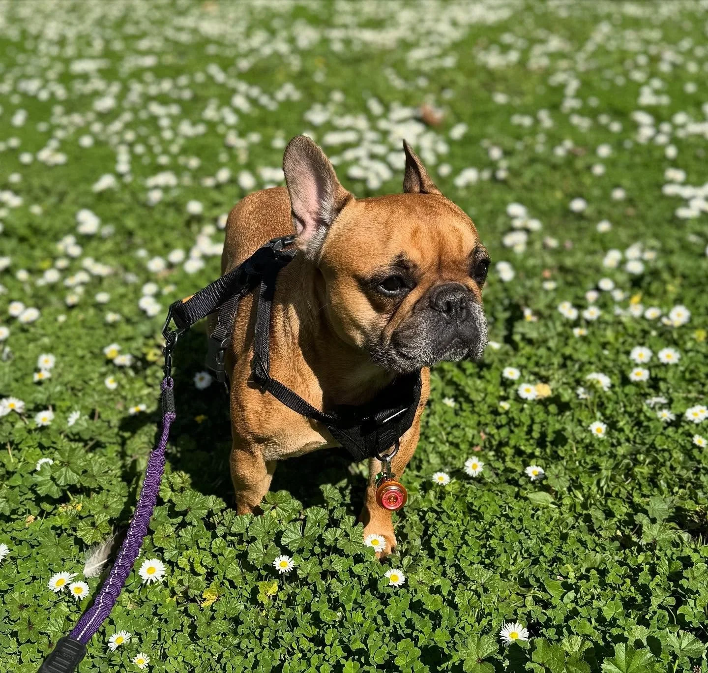 Today would have been my baby girl’s 7th birthday. 
Today also marks 100 days since she left me. Not a day goes by my heart doesn’t ache, everytime I see a photo of her or think about her my heart breaks a little bit more.💔 
The bestest