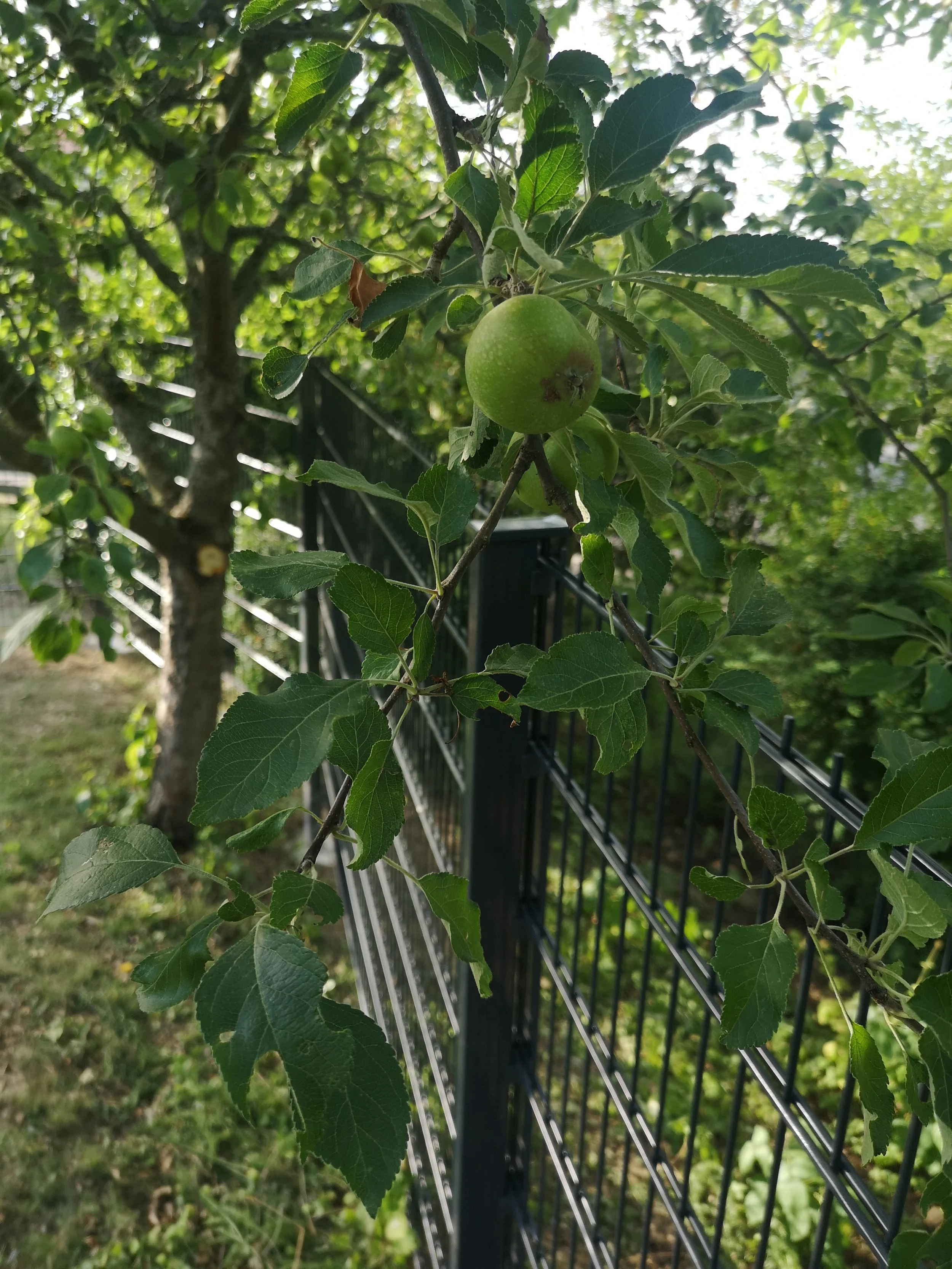 Ein Zäunchen wächst hinterm Bäumchen…