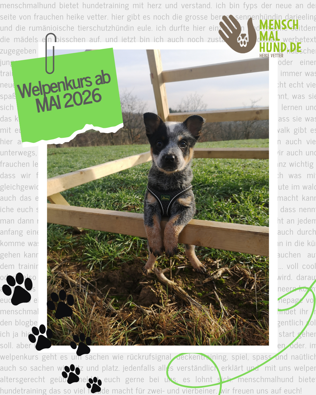 welpenkurs ab mai 2026.png