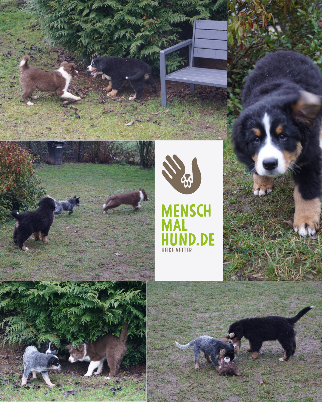 kleine SPIELWIESE 31.01.26.png