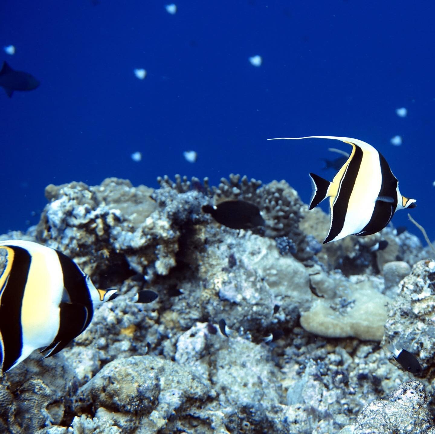 Not Dorie but #Moorish #idols crossing our patchs. 

#Photolust #fishes #marinelife 

#Diveelnido 
#Fishschool

#snappers #schooloffish #fishes #divers #openwaterdiver #Marinelife  #padi #elnido #underwaterphotography  #Nautical #scubadiving  #sealif