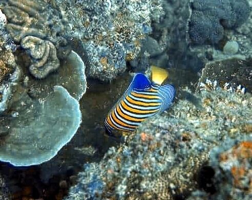 Regal AngelFish shining out clearly. 

The Angelfish feeds on small sessile marine invertebrates such as sponges or ascidians.

Book your next dives  soon. 

Email info@turtle-divers.com

DM or call now 09762111762, 09096540829. 
👈🙏🧚

🐠🐠🐠🐠🐠

