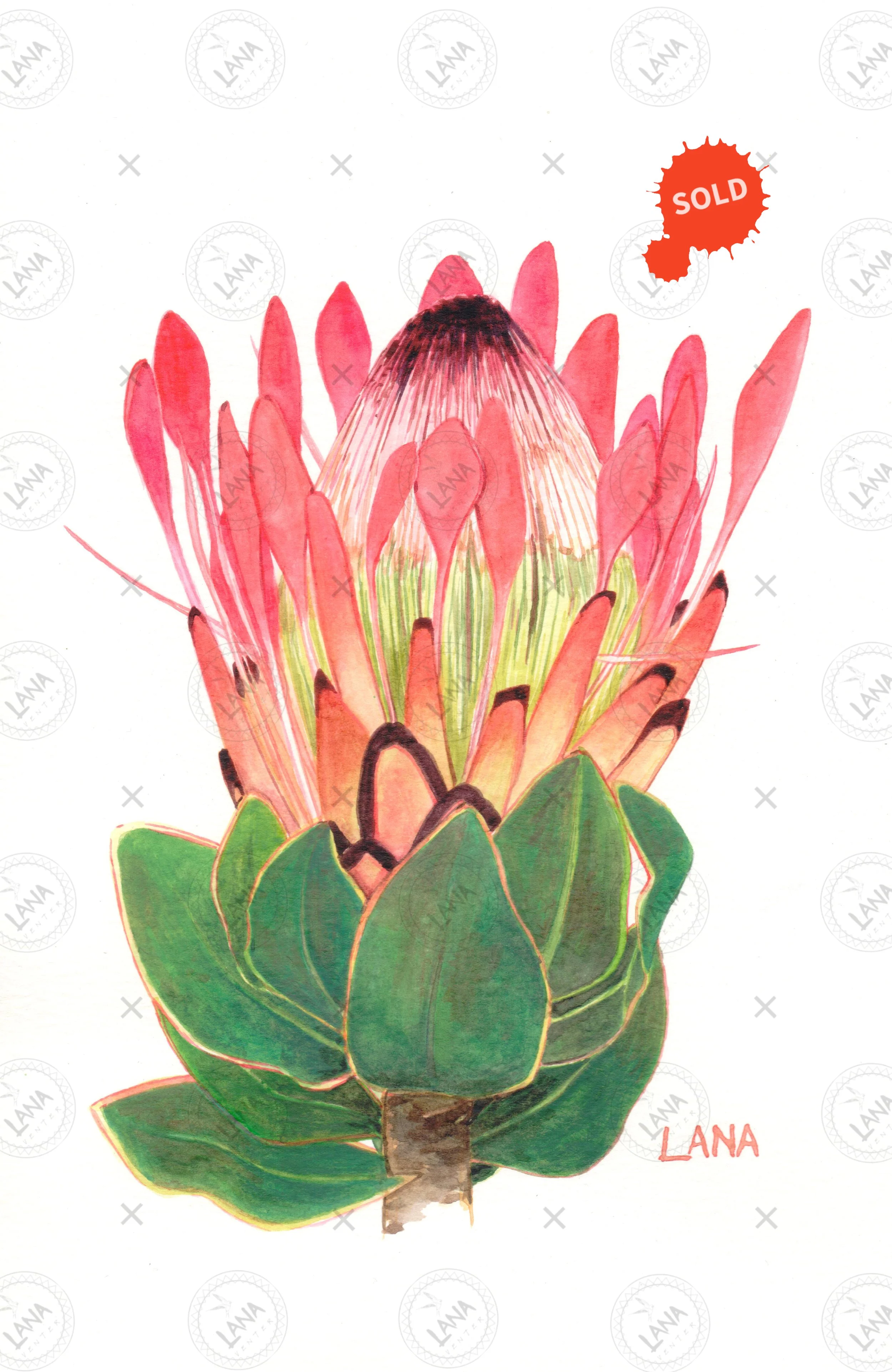 WA533 XVI Protea eximia.jpg