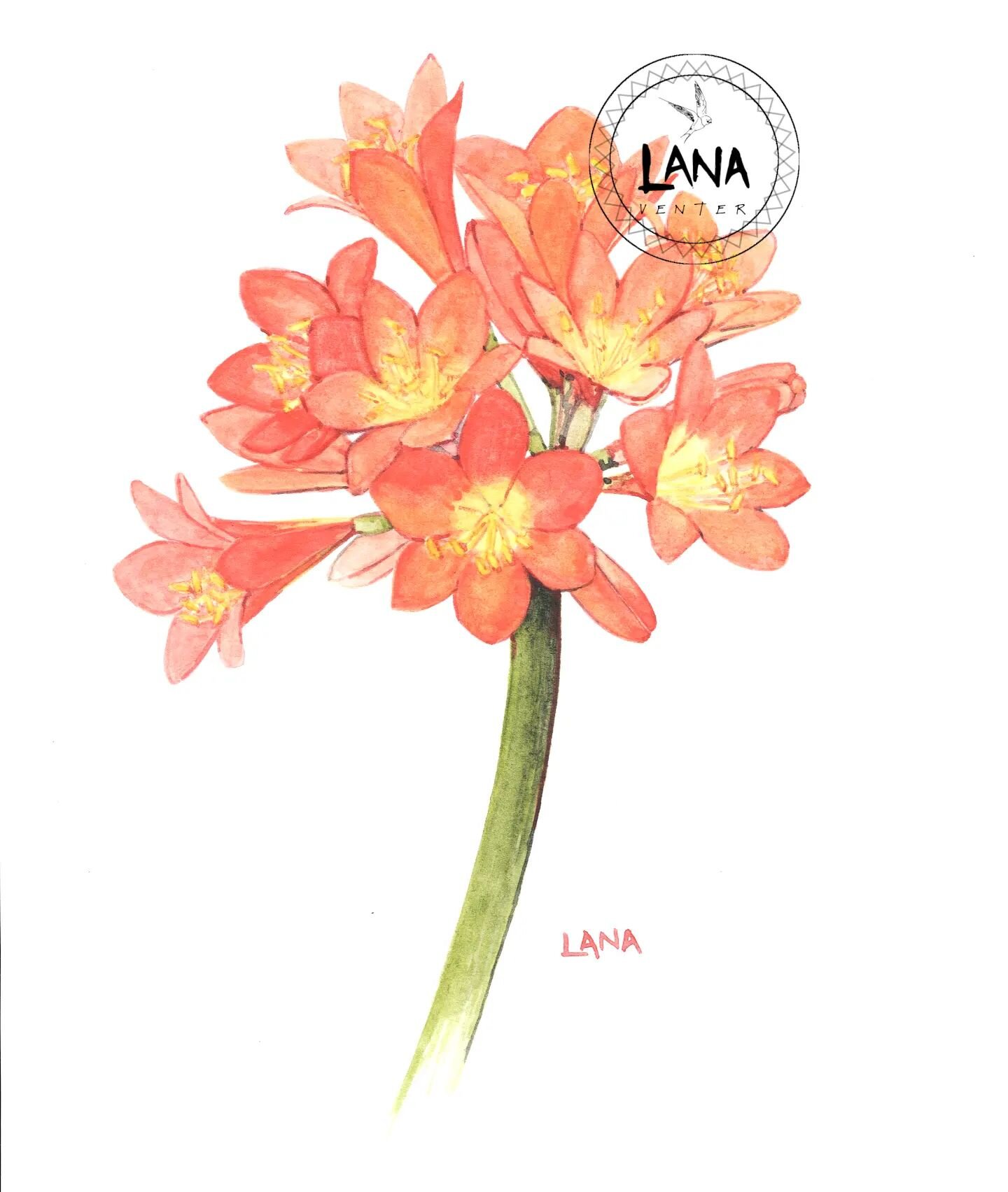 The Flowers My Mom Loved:

Clivia.

In my mind's eye I can see my mom standing under the palm trees among the Clivias. Hunched over, trying to detect new blooms developing beneath the leaves.

She would count them and be very impressed if the upcomin