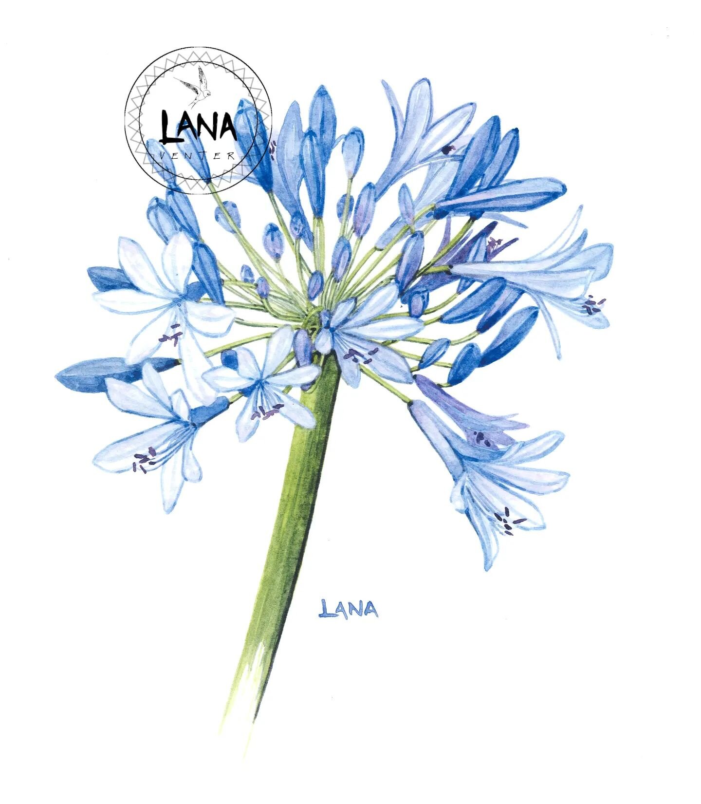 The Flowers My Mom Loved:

Agapanthus aethiopica

When we moved house mid highschool, we moved to a house with a lush garden. Somewhat tropical. And filled with lots and lots of Agapanthus!

Toward the end of the year the garden would irrupt in blue 