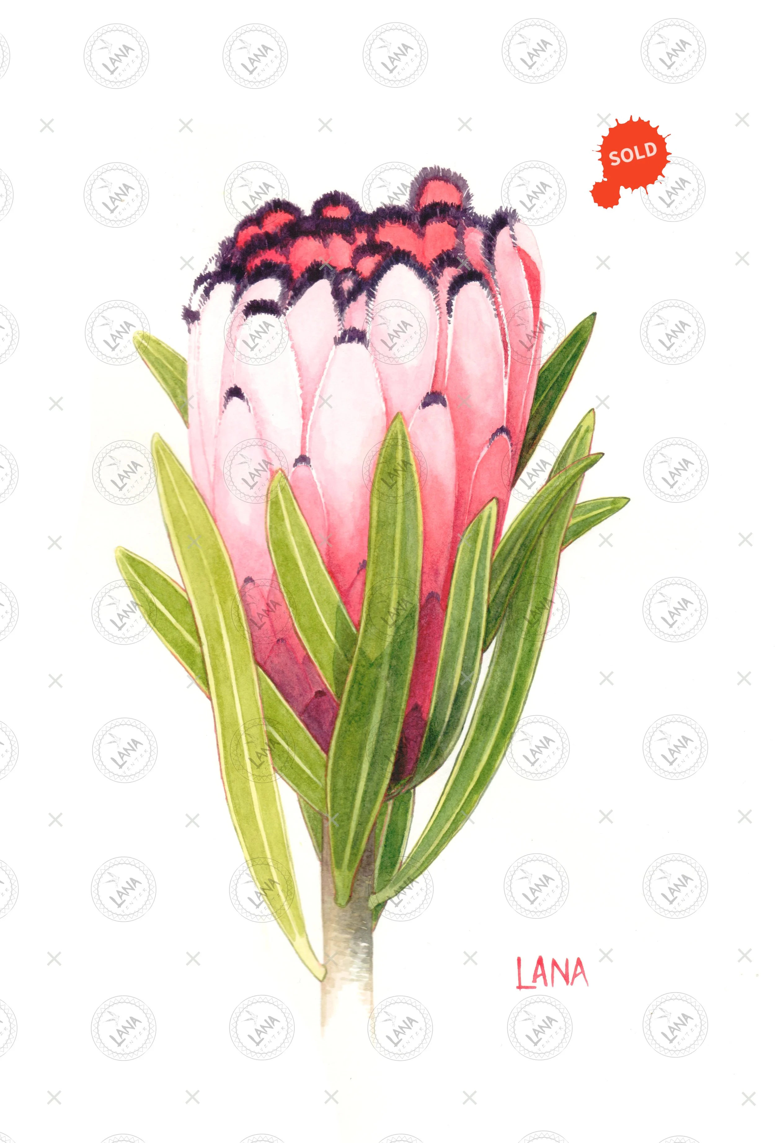 WA413 Protea neriifolia.jpg