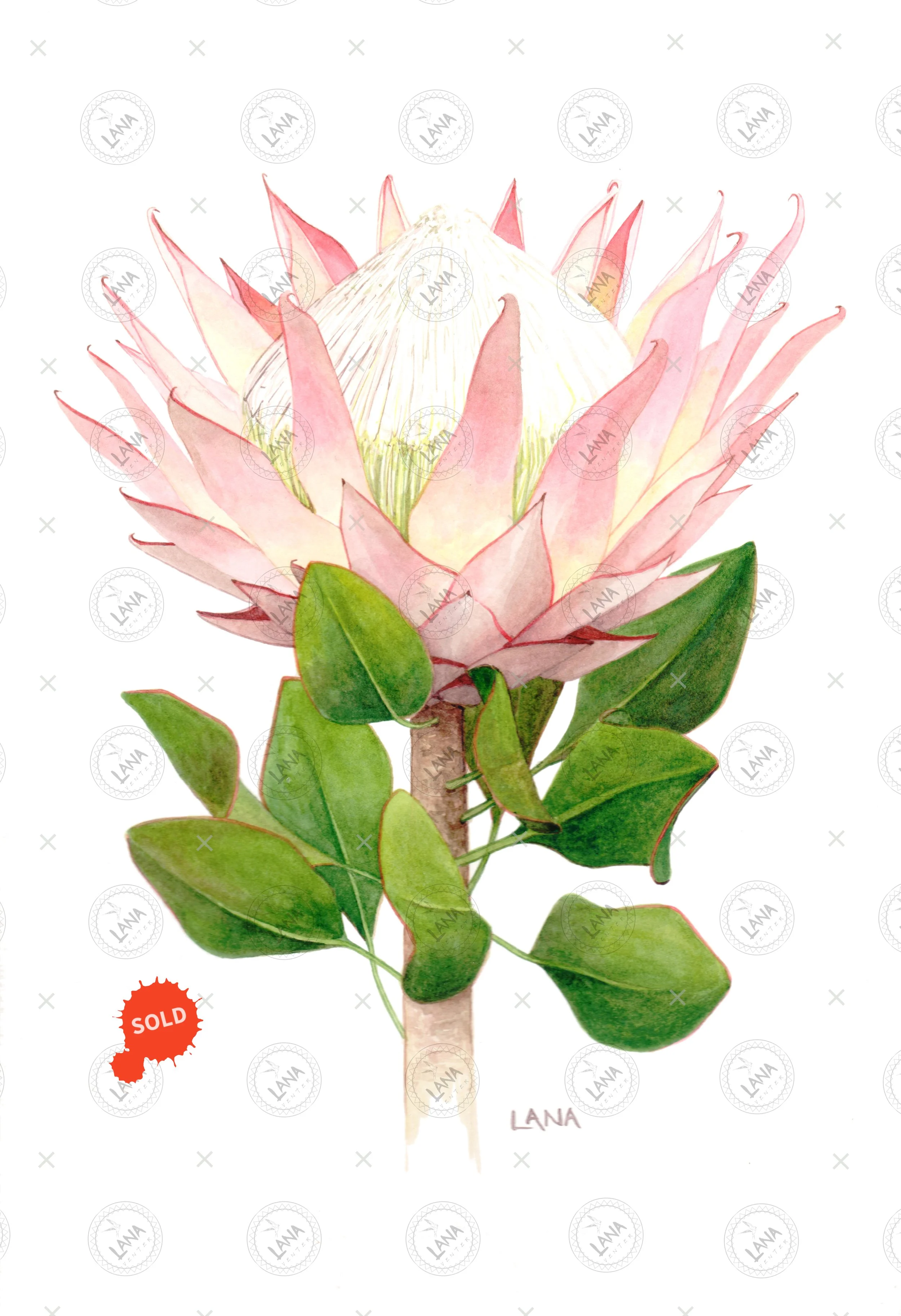 WA416 Protea Cynaroides - Light Pink_.jpg