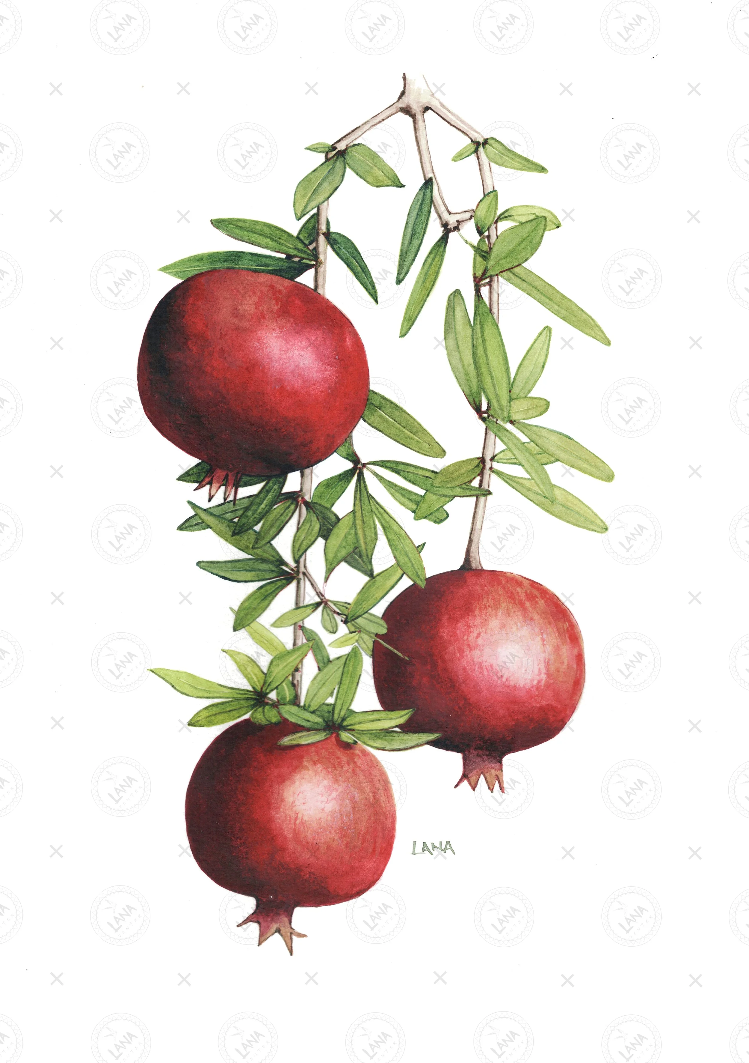 wWA454_Pomegranate.jpg