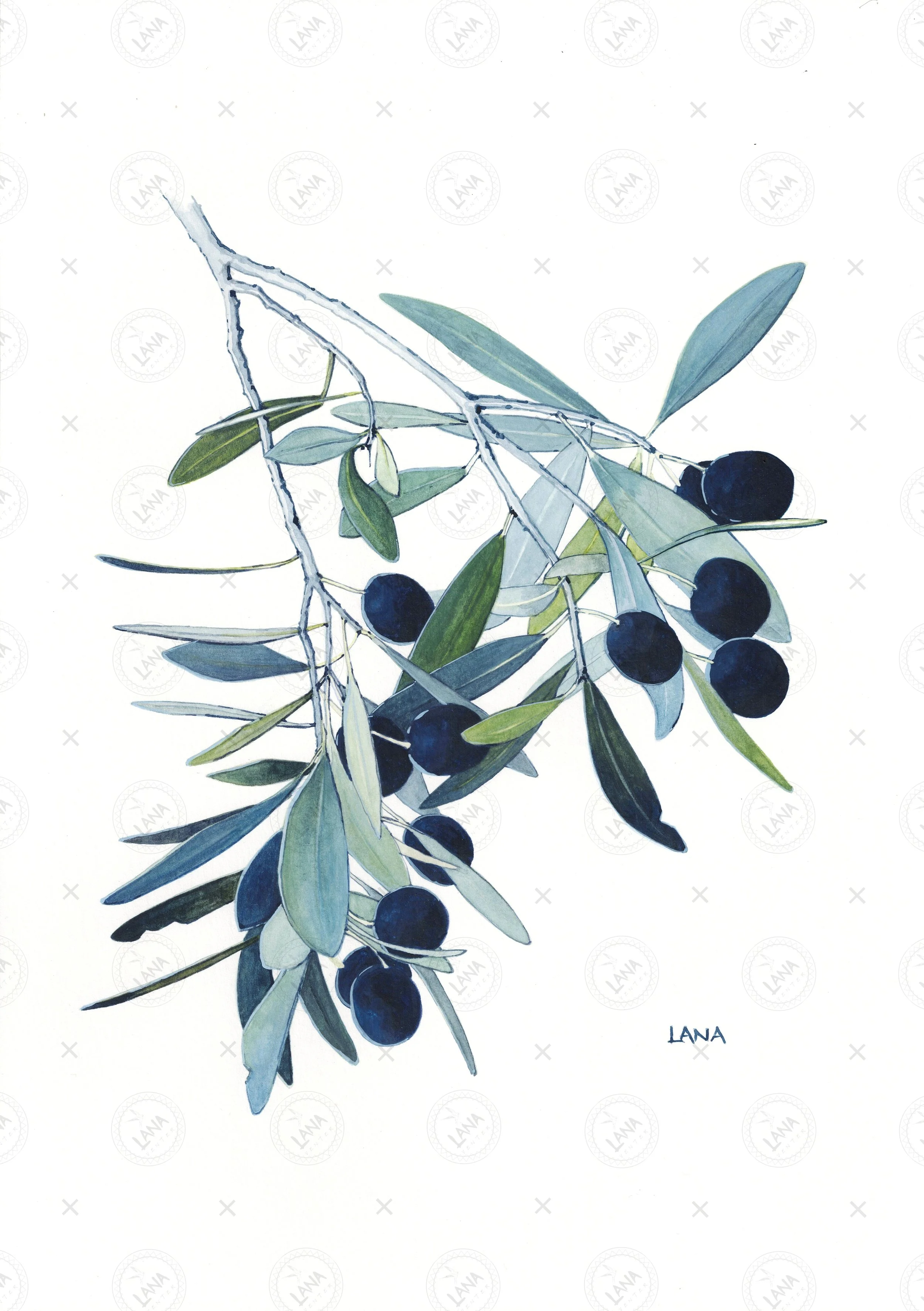 wWA453_Olive Branch.jpg