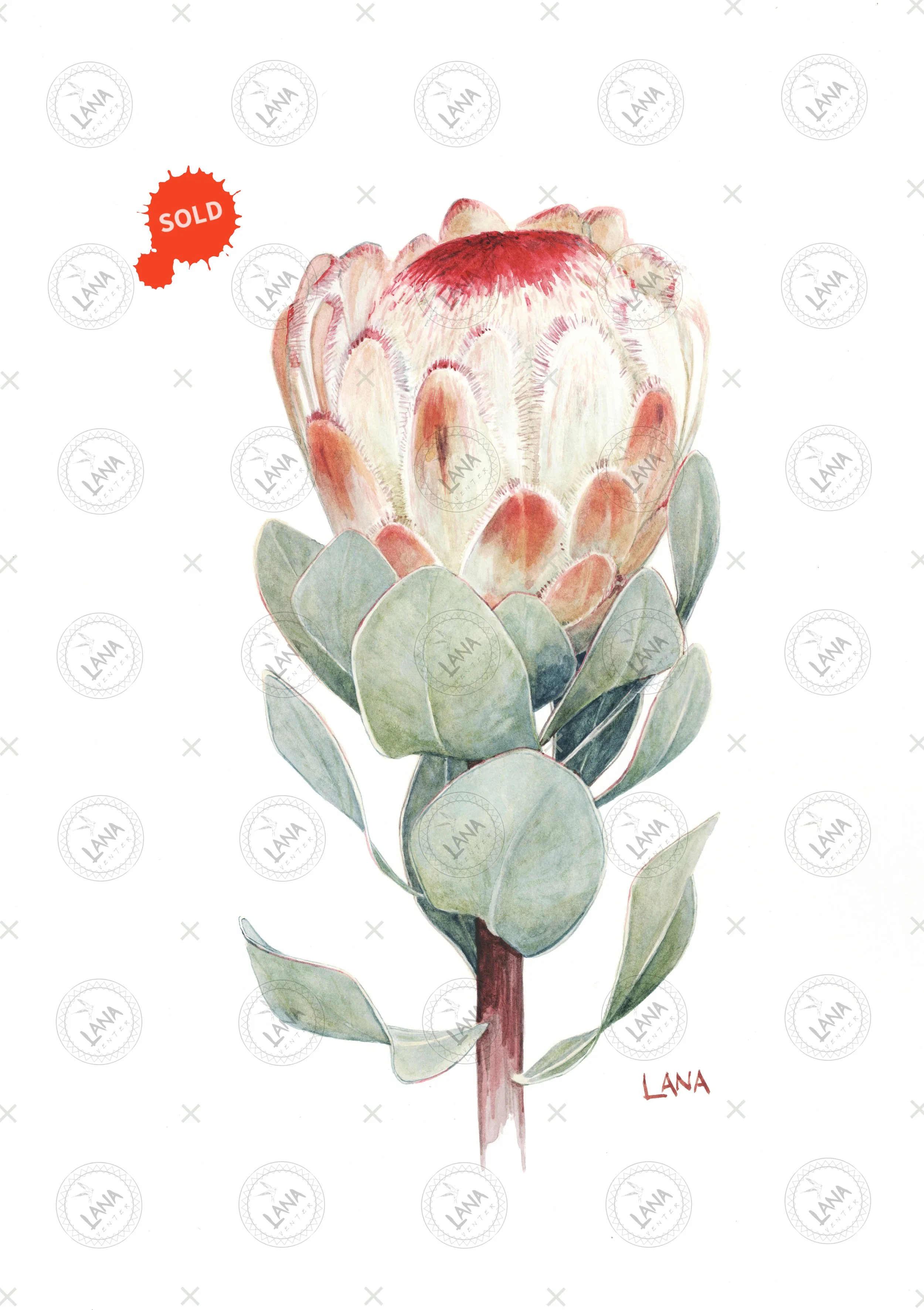 WA435 Protea grandicolor_.jpg