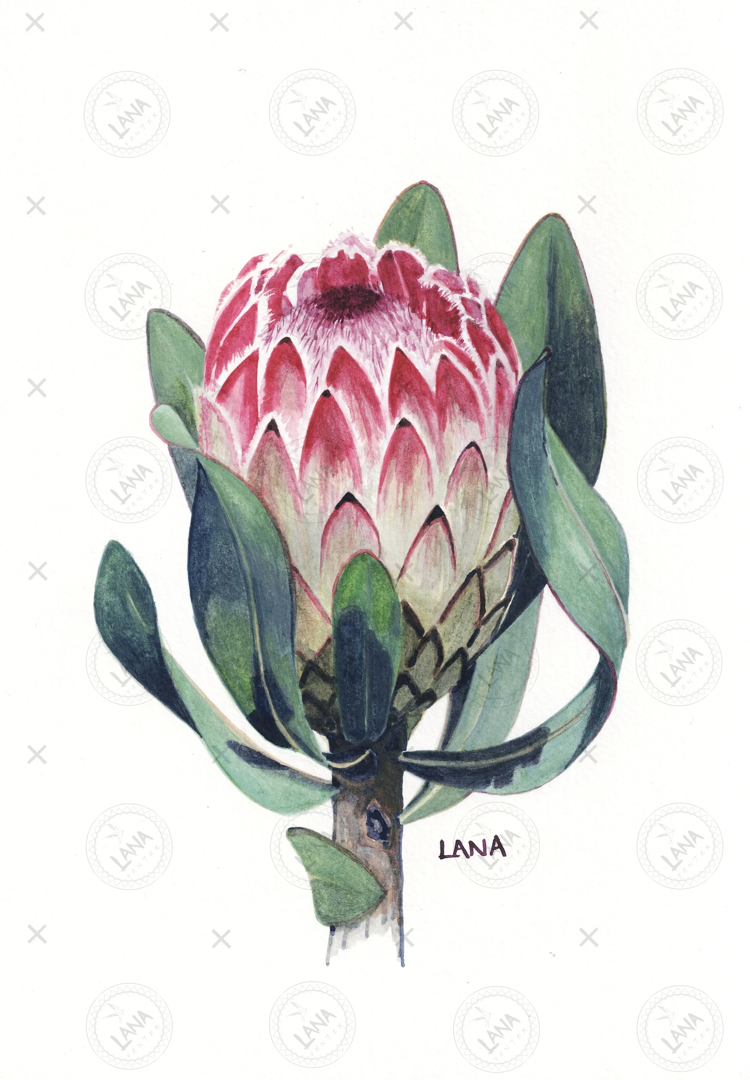 wWA5122 Protea susana.jpg