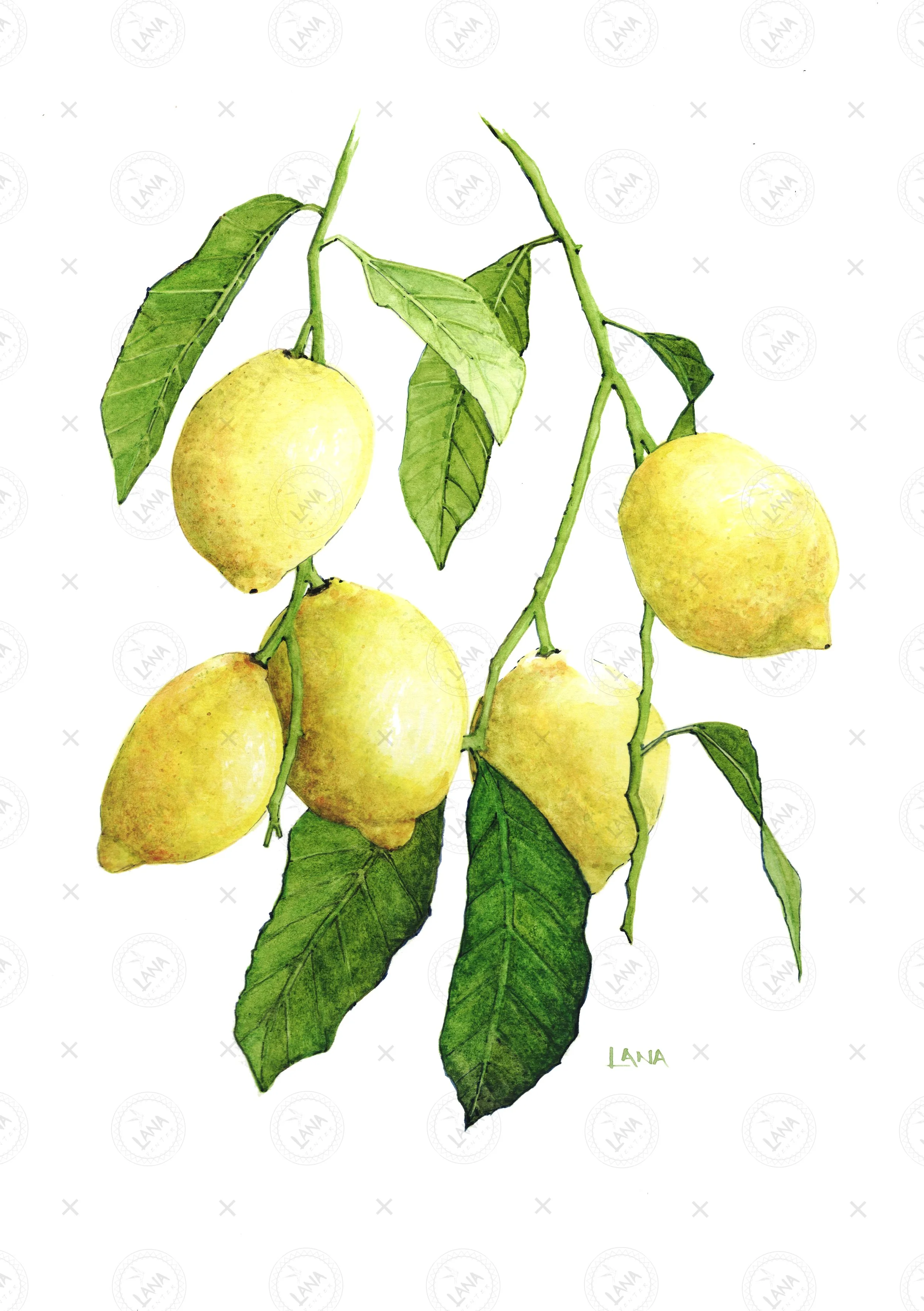 wWA452_Lemon Branch.jpg