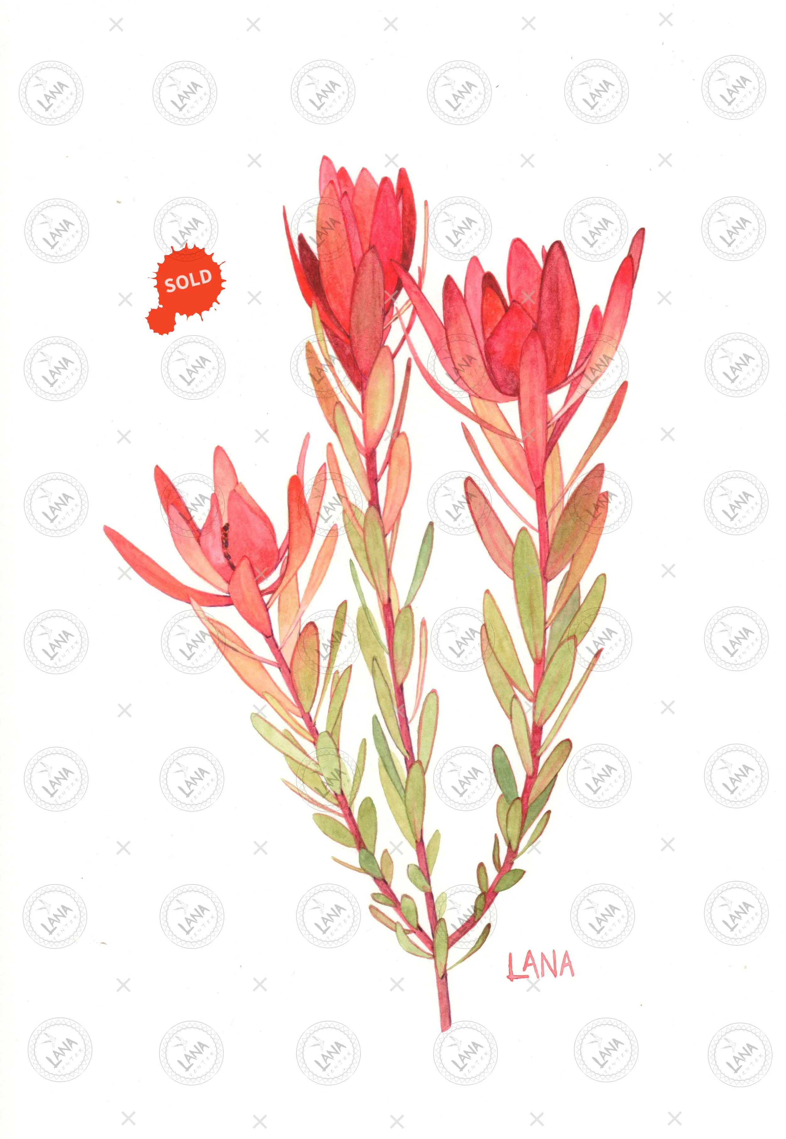 WA412 Leucadendron Blush.jpg