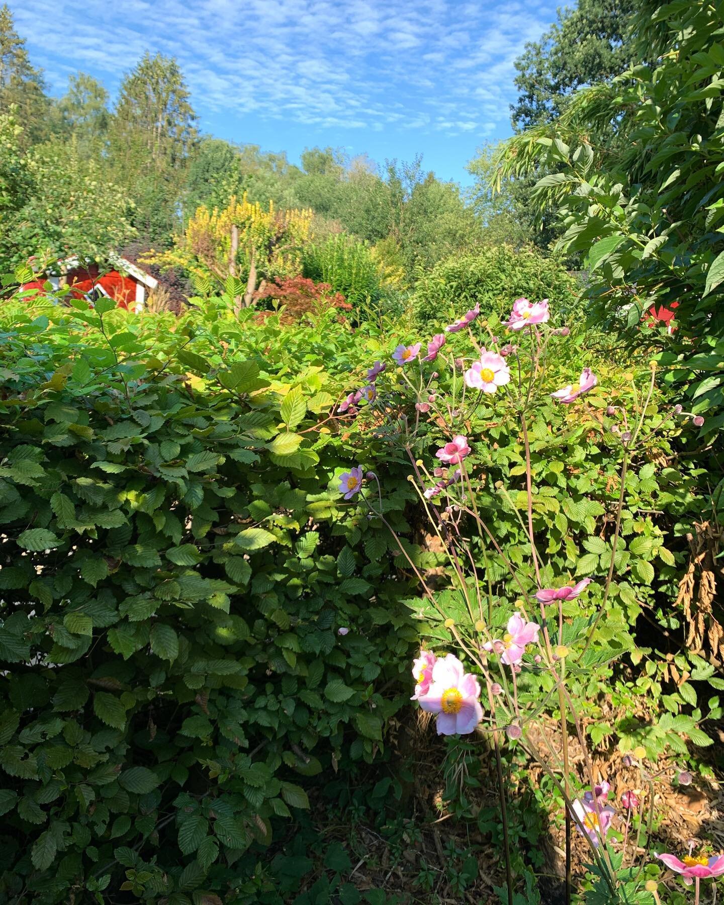 Eingemummelt in eine Fleecedecke sitze ich inmitten von Nacktschneckenschleim auf der Terrasse im Schrebi - uuuund gehe noch einmal die Druckfahne meines Kinderbuchs durch 🥹😍🥳

Das ist sooo verr&uuml;ckt. Und sch&ouml;n. Und voll aufregend 😅 ich 