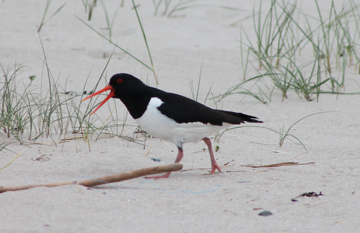 Austernfischer Charly am Strand