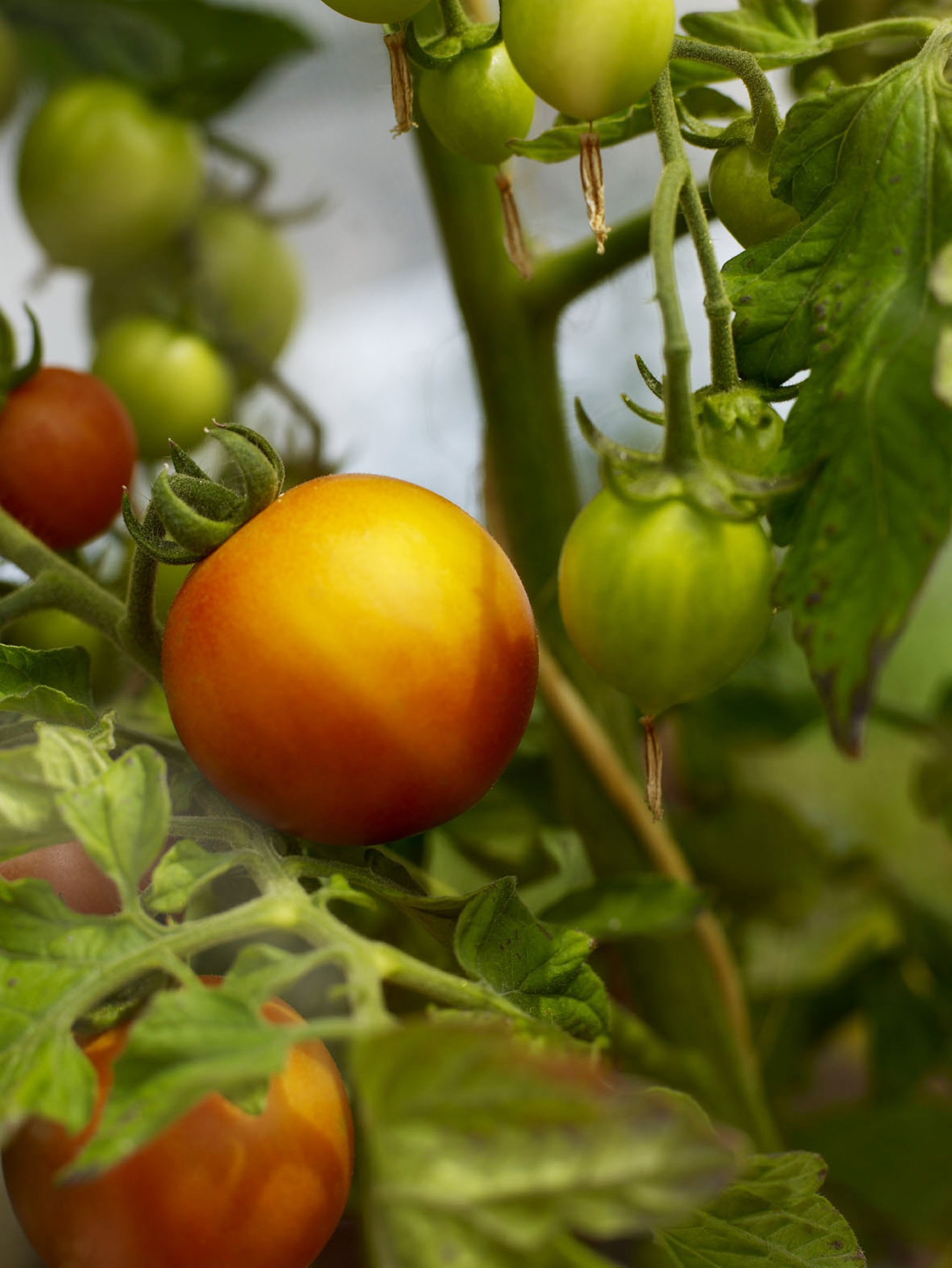 Ven&TomatensHus-005404.jpg