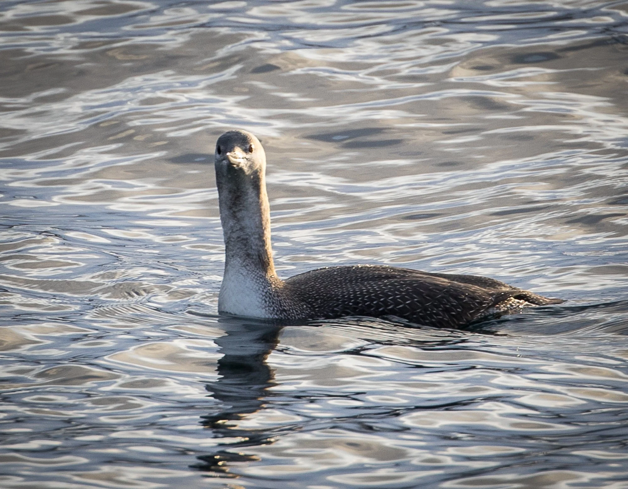 Smålom