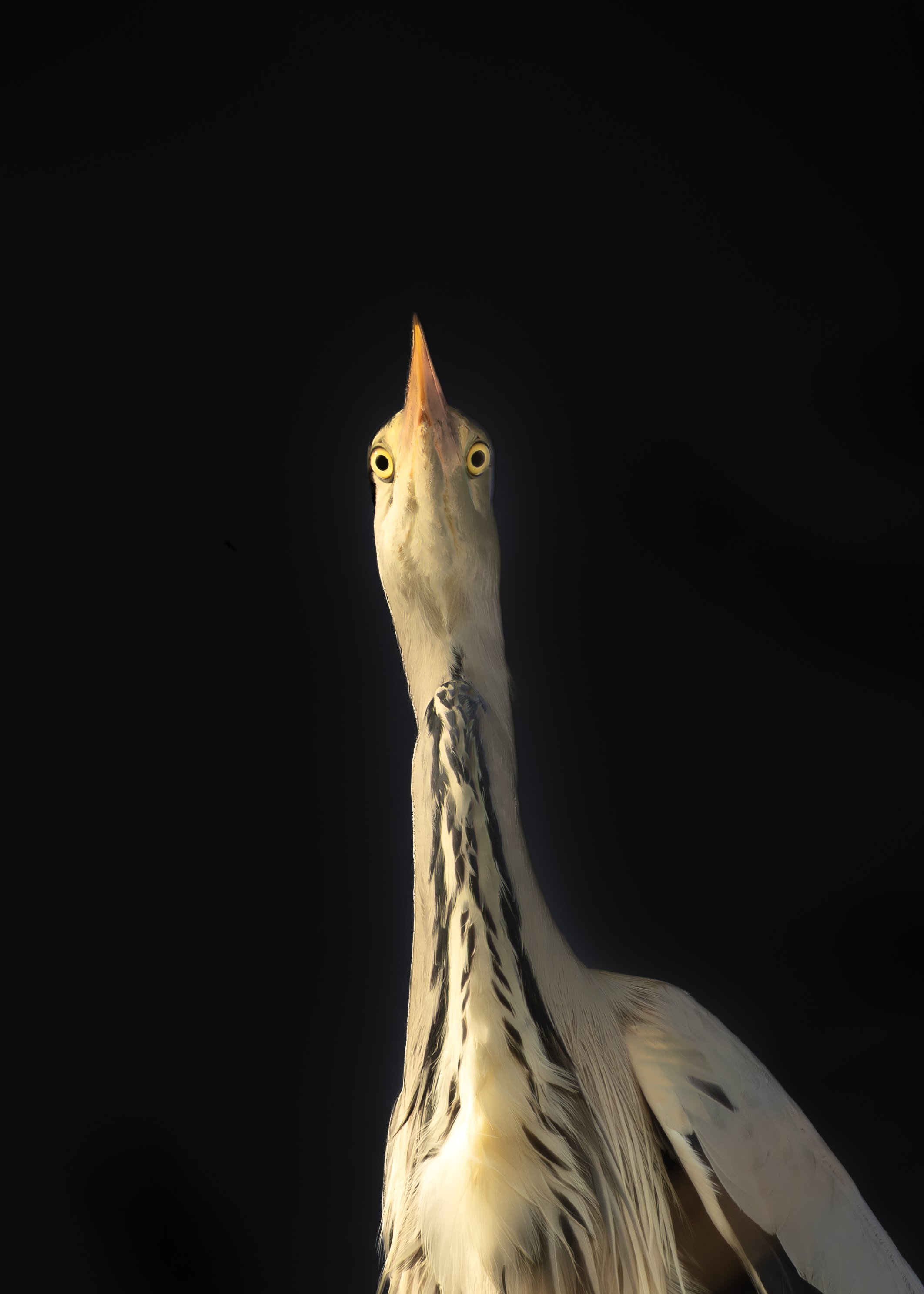 Gråhegre