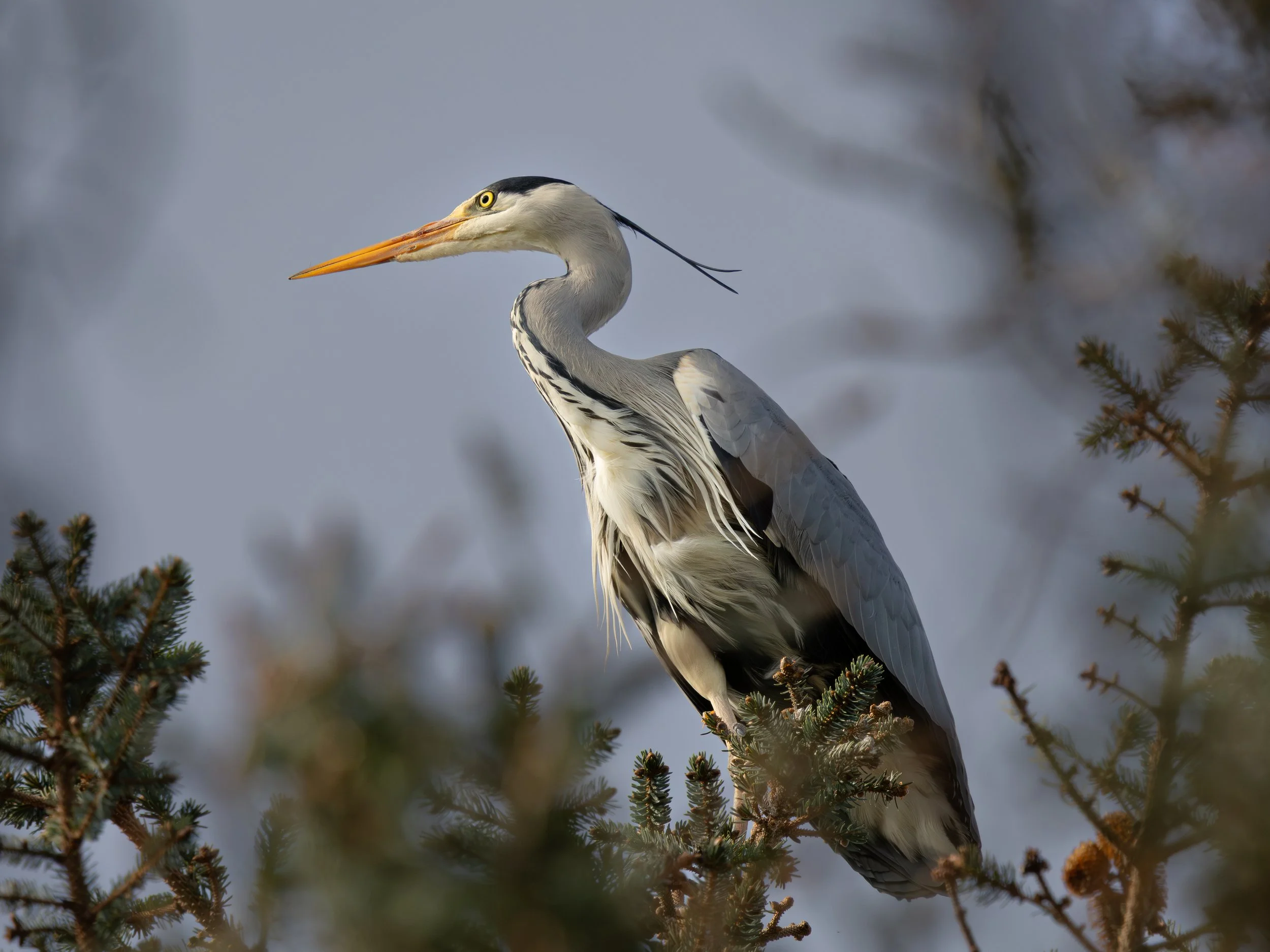 Gråhegre