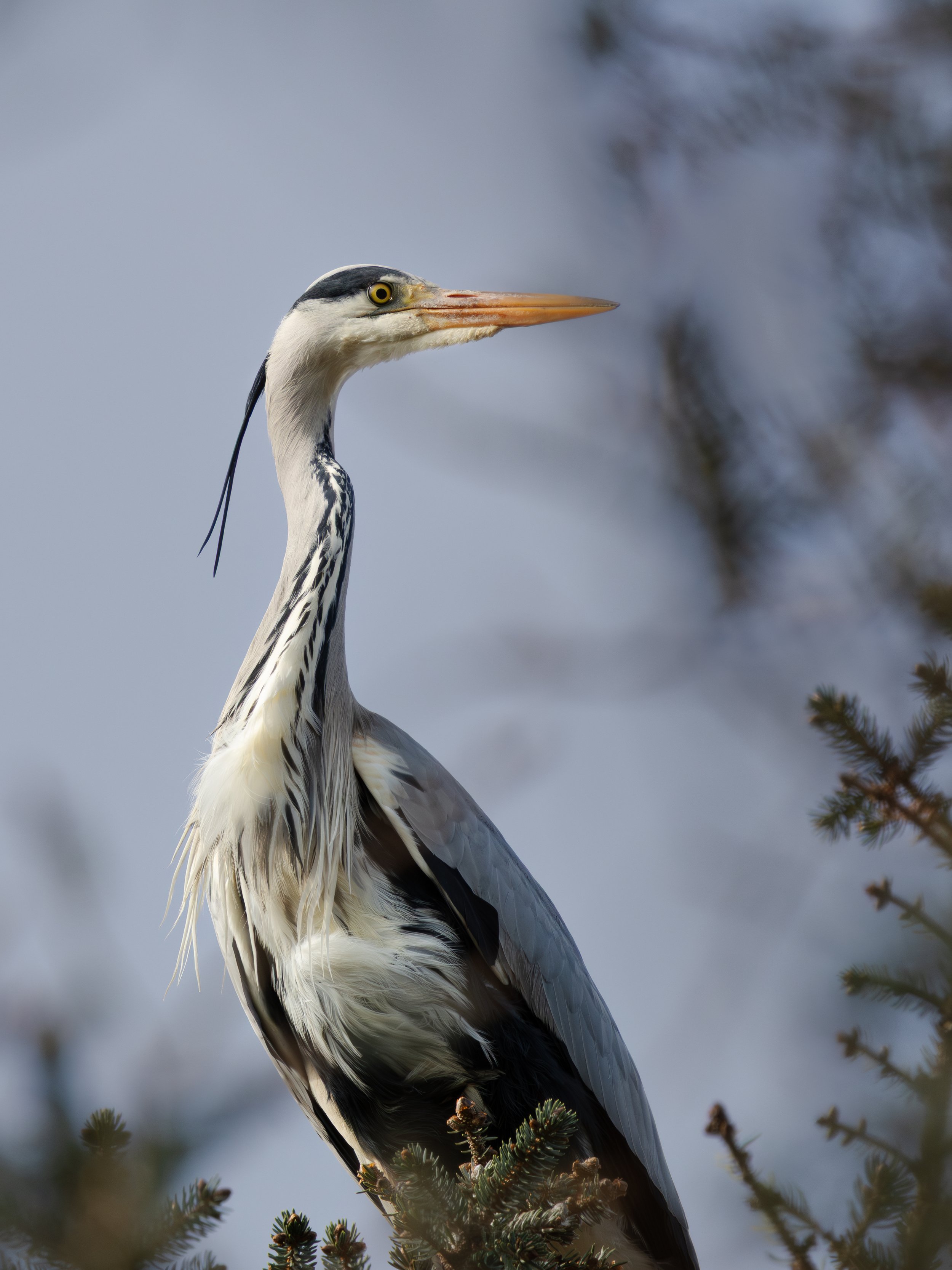 Gråhegre
