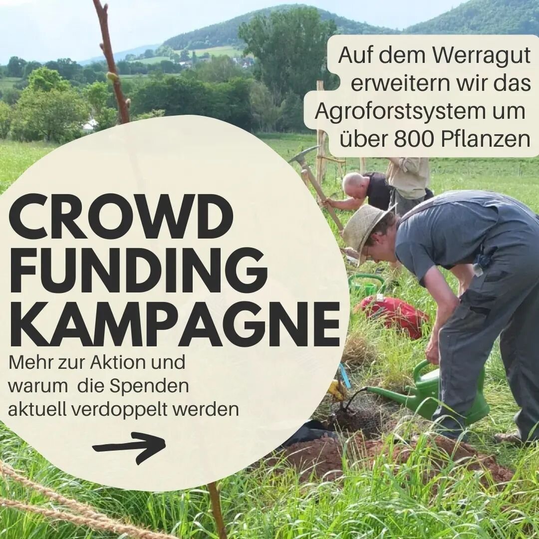 WIR PFLANZEN WIEDER auf dem WERRAGUT
Um das zu erm&ouml;glichen, hat der @resola_ev in Kooperation mit @d_forstet_auf eine Crowdfunding-Kampagne im Rahmen der Aktion DKB-Herzenswunsch gestartet. Wir wollen 8.000 &euro; zusammenkriegen, um mindestens 