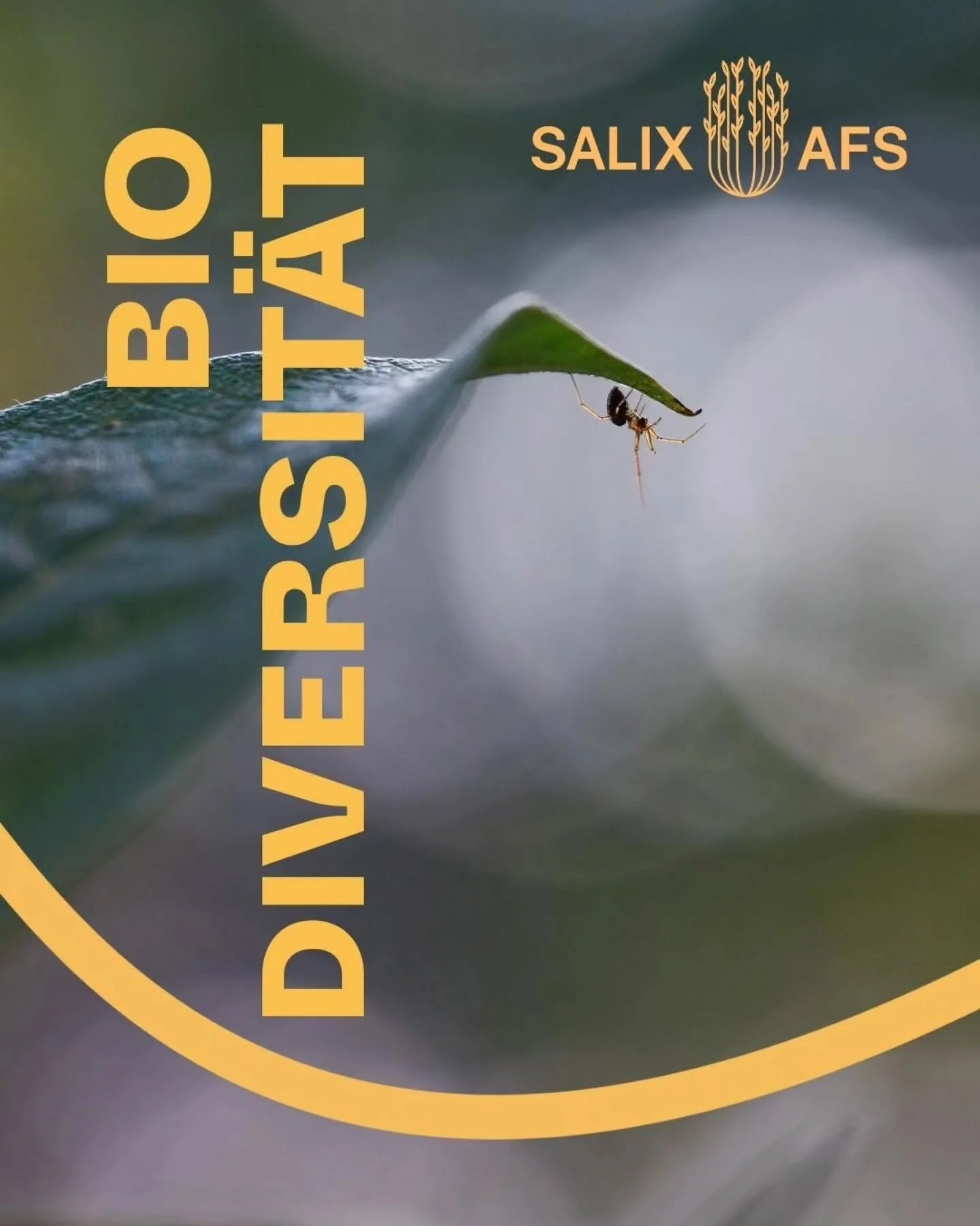 Biodiversität #SALIXAFS
An den #SALIX Praxisstandorten beobachten wir schon jetzt viele spannende Tier- und Pflanzenarten. Diese Beobachtungen werden projektintern dokumentiert und diskutiert. Denn ein artenreicher, gesunder und produktiver Anb