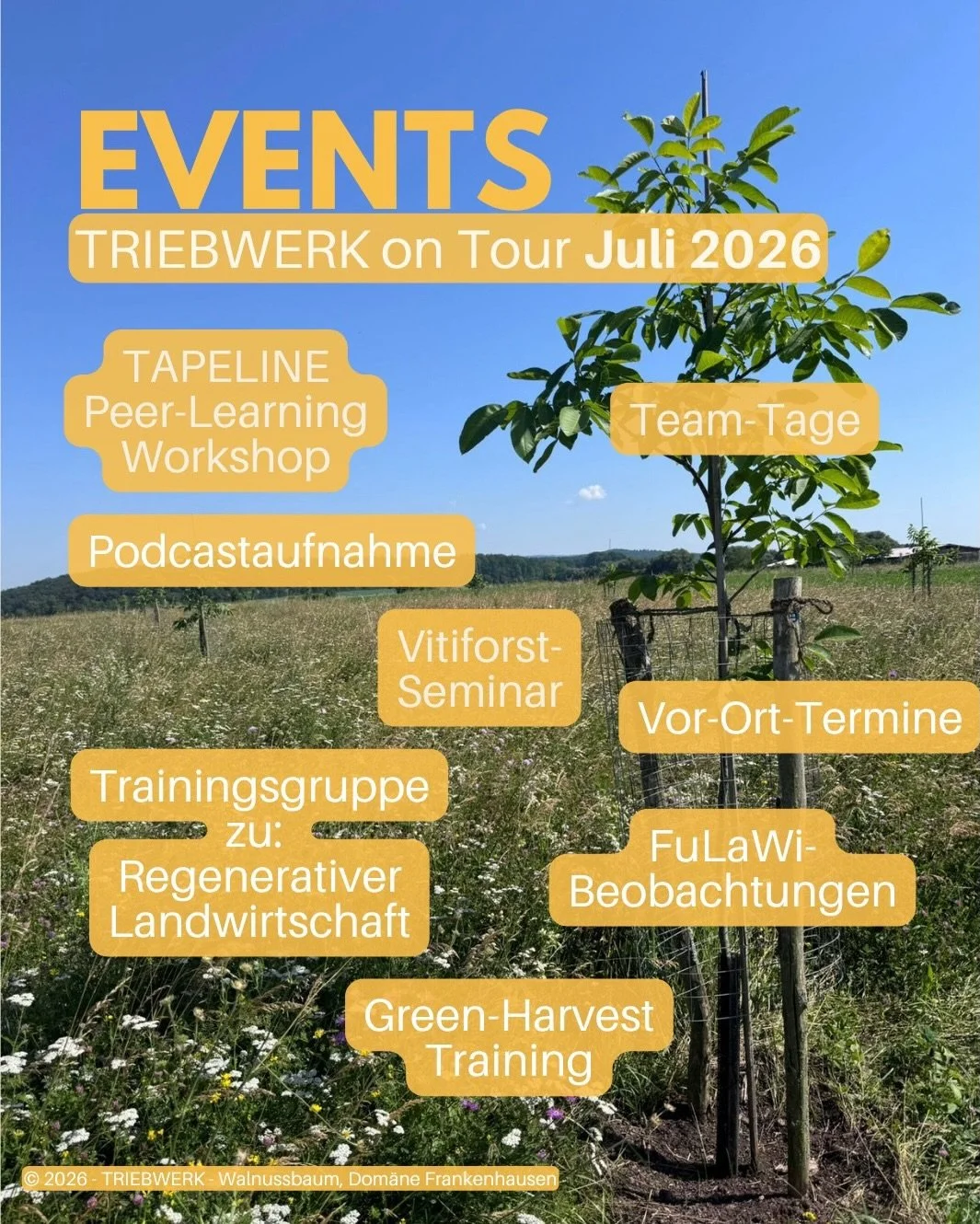 Juli, der Sommer ist da! ☀️ Trotz hoher Temperaturen sind wir f&uuml;r euch unterwegs.

01.07.: Alena begleitet den Tapeline Peer Learning Workshop on Agroecological Transition in Europe. 🌍

02.07.: VitiForst Workshop mit Nicolas auf dem Weingut Eng