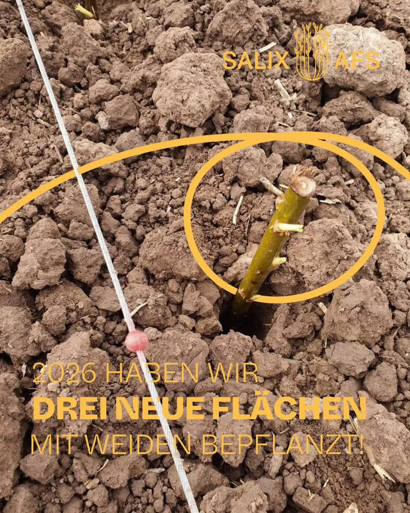 Drei neue Weiden-Agroforstsysteme f&uuml;r #SALIX
 
Dieser Fr&uuml;hling hat das Salix Projekt um drei weitere Fl&auml;chen bereichert - insgesamt 9600 zus&auml;tzliche Weiden kamen in den Boden!

Sie liefern uns nicht nur wertvolle Daten zu Zuwachs,