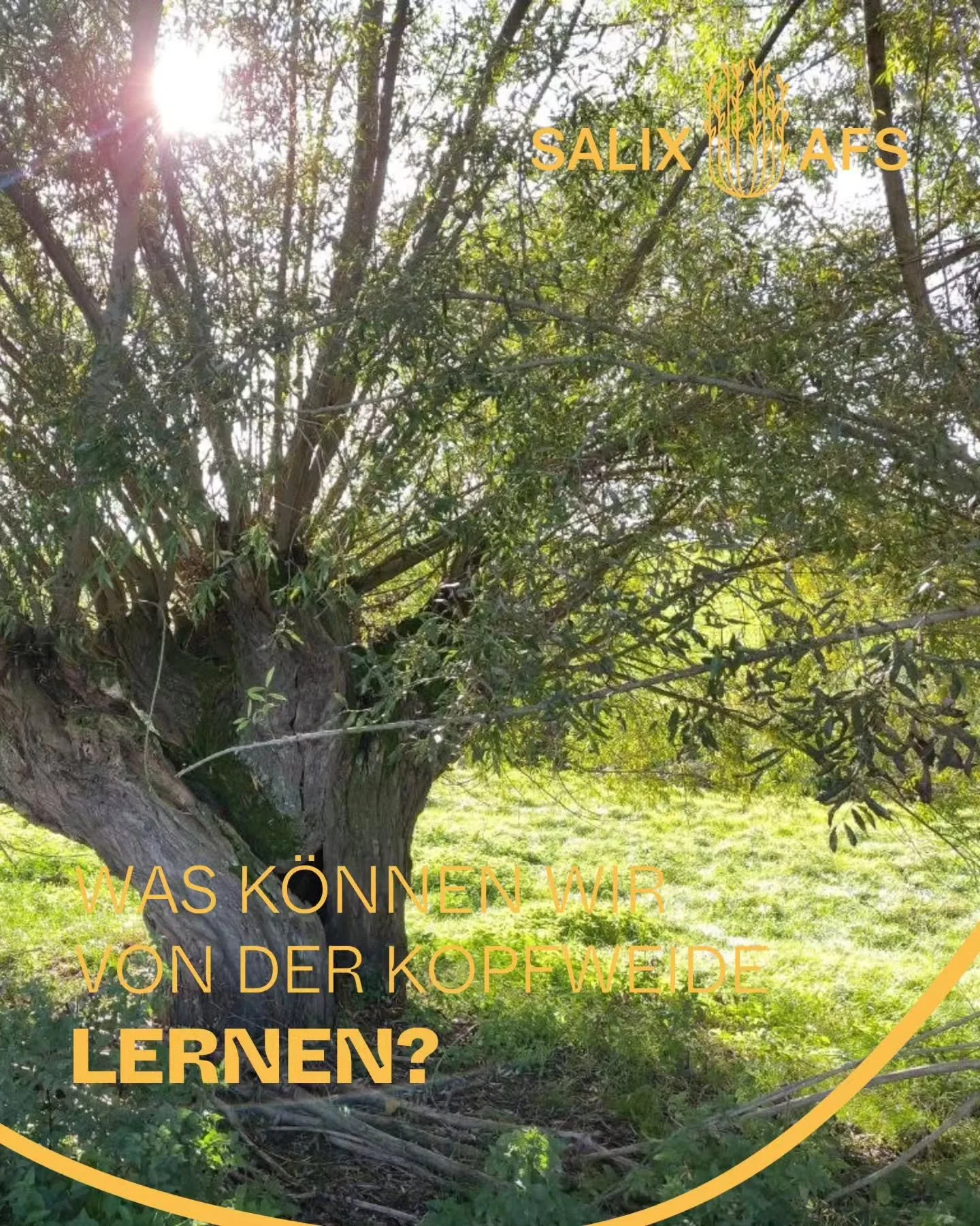 Was k&ouml;nnen wir von der Kopfweide lernen? #SALIX

Seit Jahrhunderten werden Weiden geschnitten, geformt und genutzt. Kopfweiden lieferten Ruten f&uuml;r K&ouml;rbe, Z&auml;une und Werkzeuge und pr&auml;gten dabei ganze Kulturlandschaften.

Im Pro