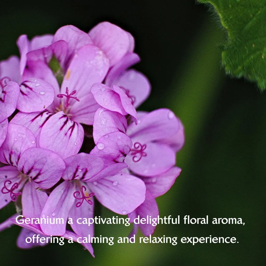 flower-7962930_1280 copy 2.jpg