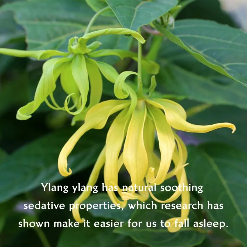 ylang copy.jpg
