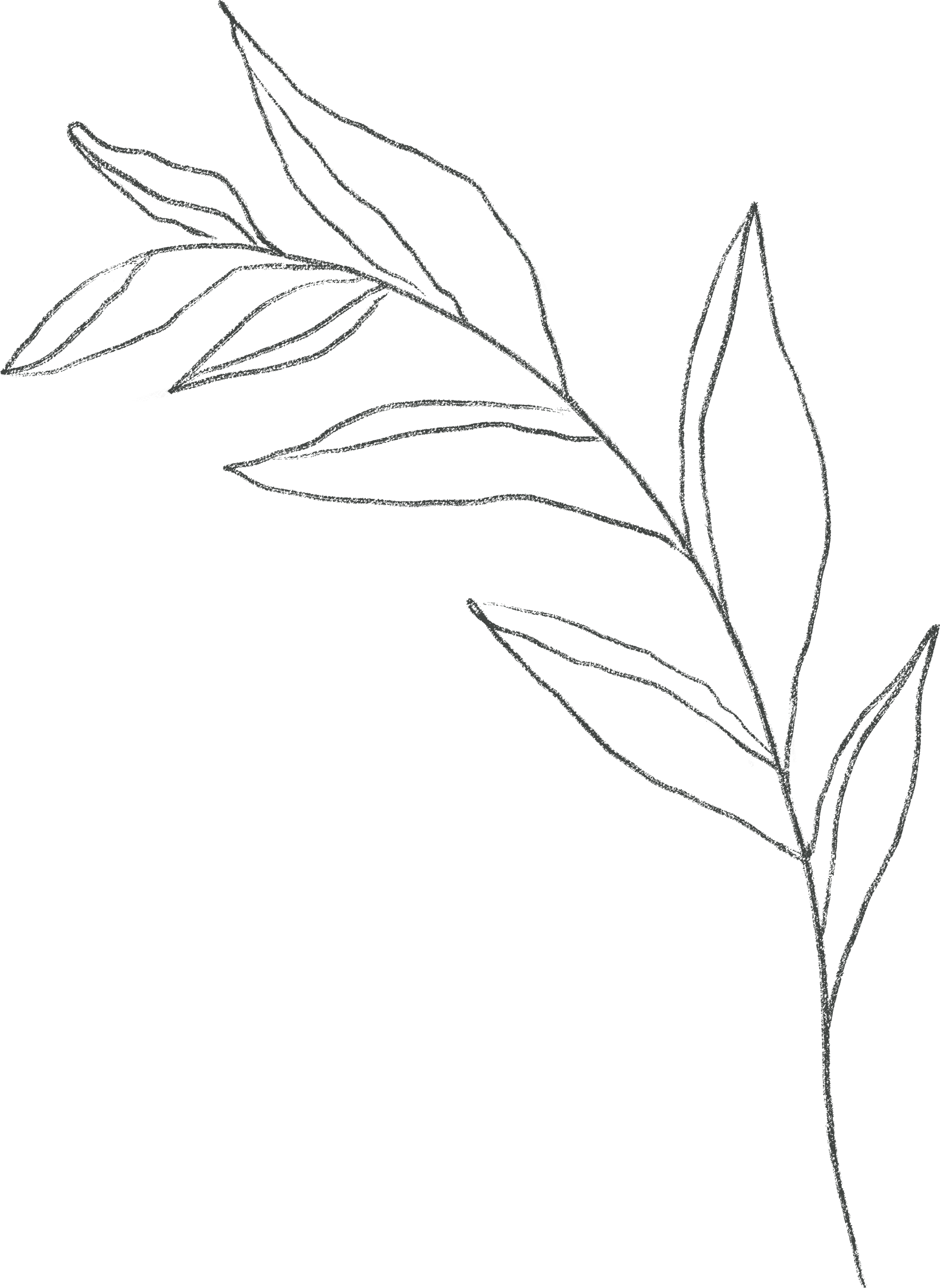 Line drawing of a branch with leaves on a black background.