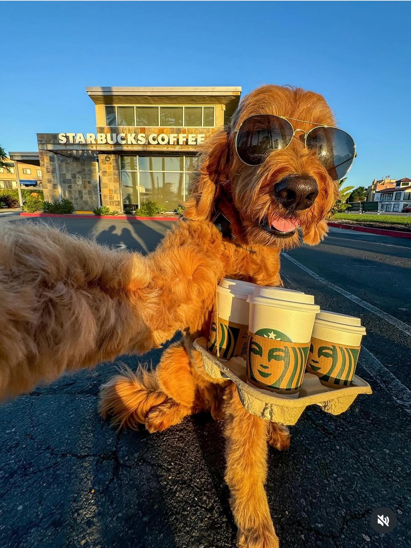 @the_life_of_lincoln with the sun low, shades on and coffee secured for the fam @starbucks5872 ☕️ Xmas at Peter&rsquo;s Landing 🌊