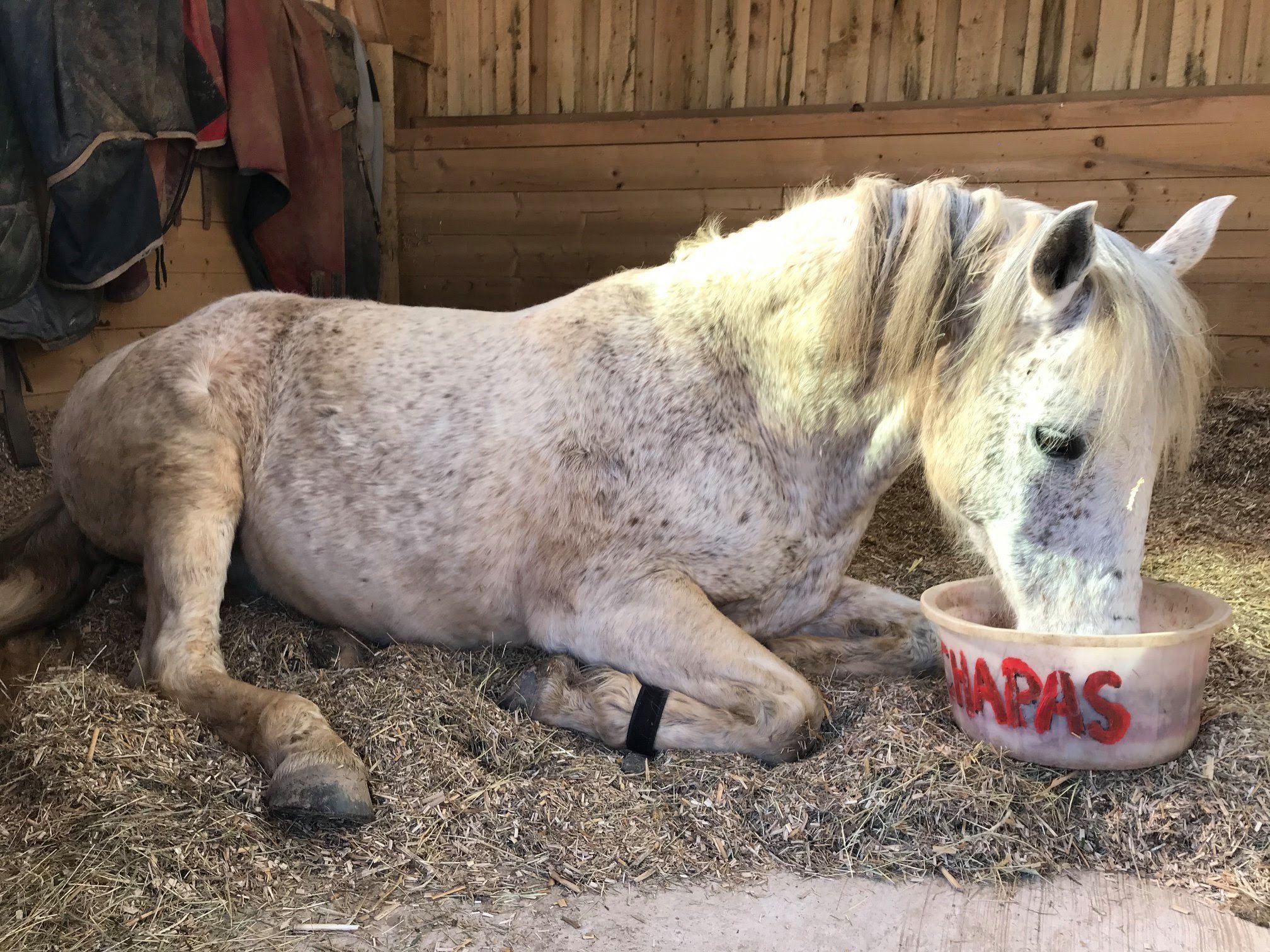 Sirona Therapeutic Horsemanship: New dedicated site, stabling and facilities