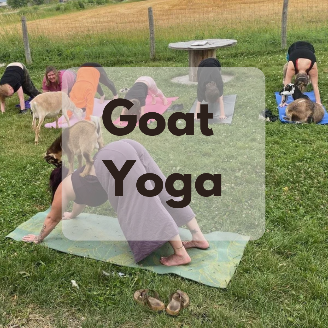 Goat yoga Cornwall ontario
