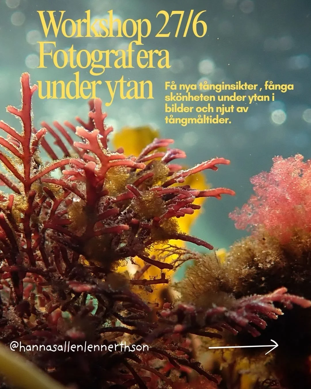 En dag bland t&aring;ng, t&aring;ngr&auml;kor och t&aring;ngsn&auml;llor

M&aring;nga av oss har ett bra f&ouml;rh&aring;llande till havet och vi vet att salta dopp, vind i h&aring;ret och &ouml;ppen horisont g&ouml;r oss gott, men inte fullt lika m&