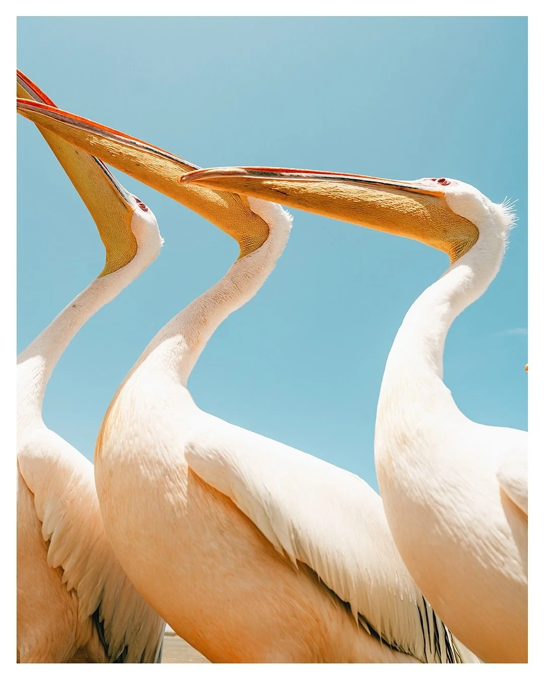 Travel memories // Namibia Feb 2024 

Random assortment of favourites from such an amazing trip through Namibia this year. Feels like an eternity ago I was here, so much changed in my life afterwards. From safari driving through Etosha, photographing