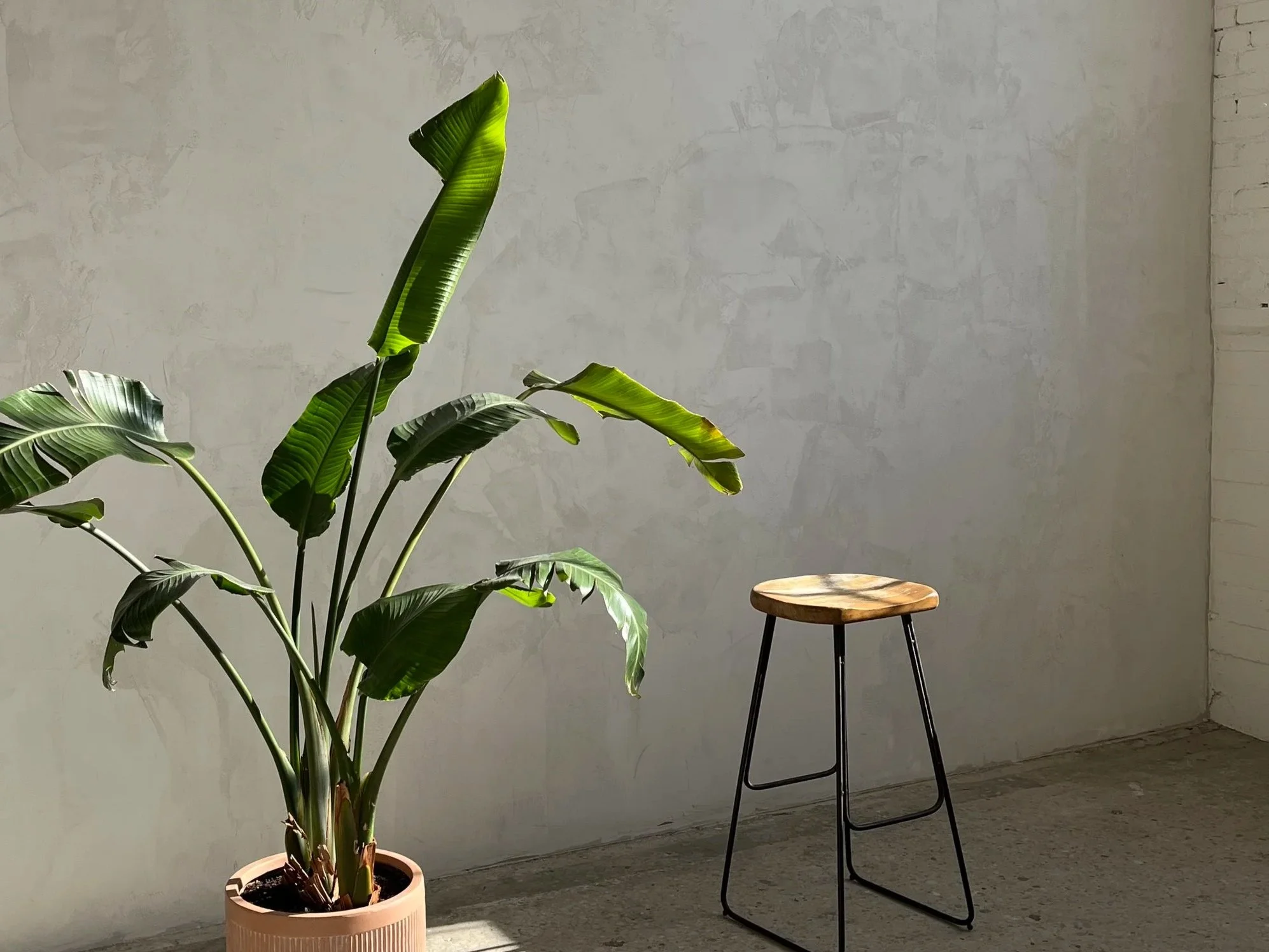 Indoor scene with a large potted green leafy plant on the left and a small wooden stool with black metal legs on the right, against a plain light gray wall.