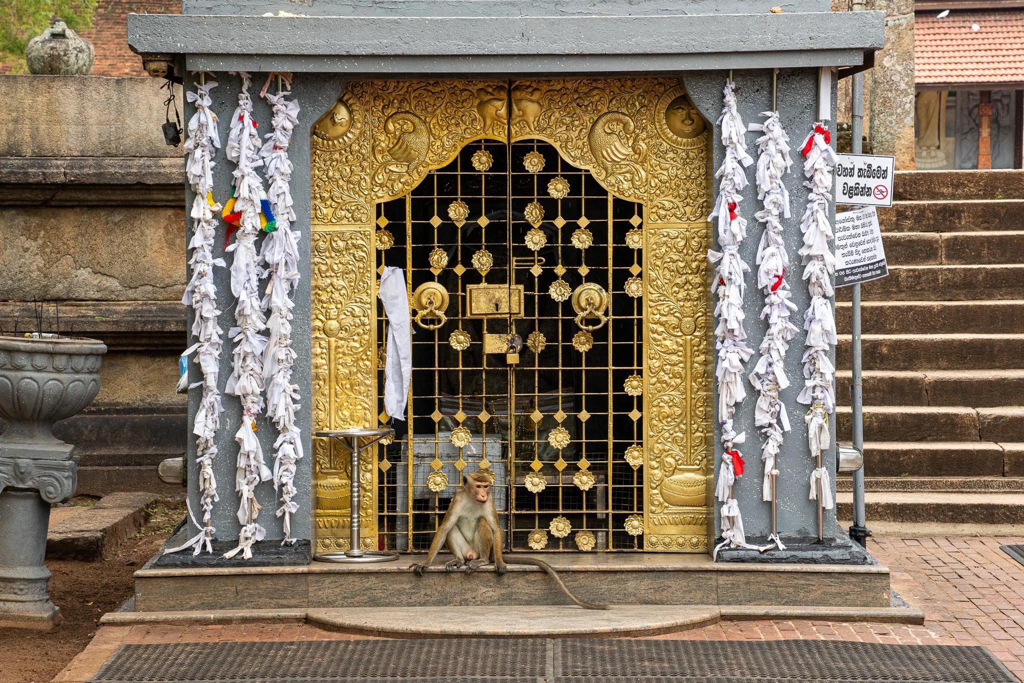 A monkey sits in front of some gold gates. Surrounding the gates hang white offerings. Behind brick steps lead up to a stupa in Anuradhapura.