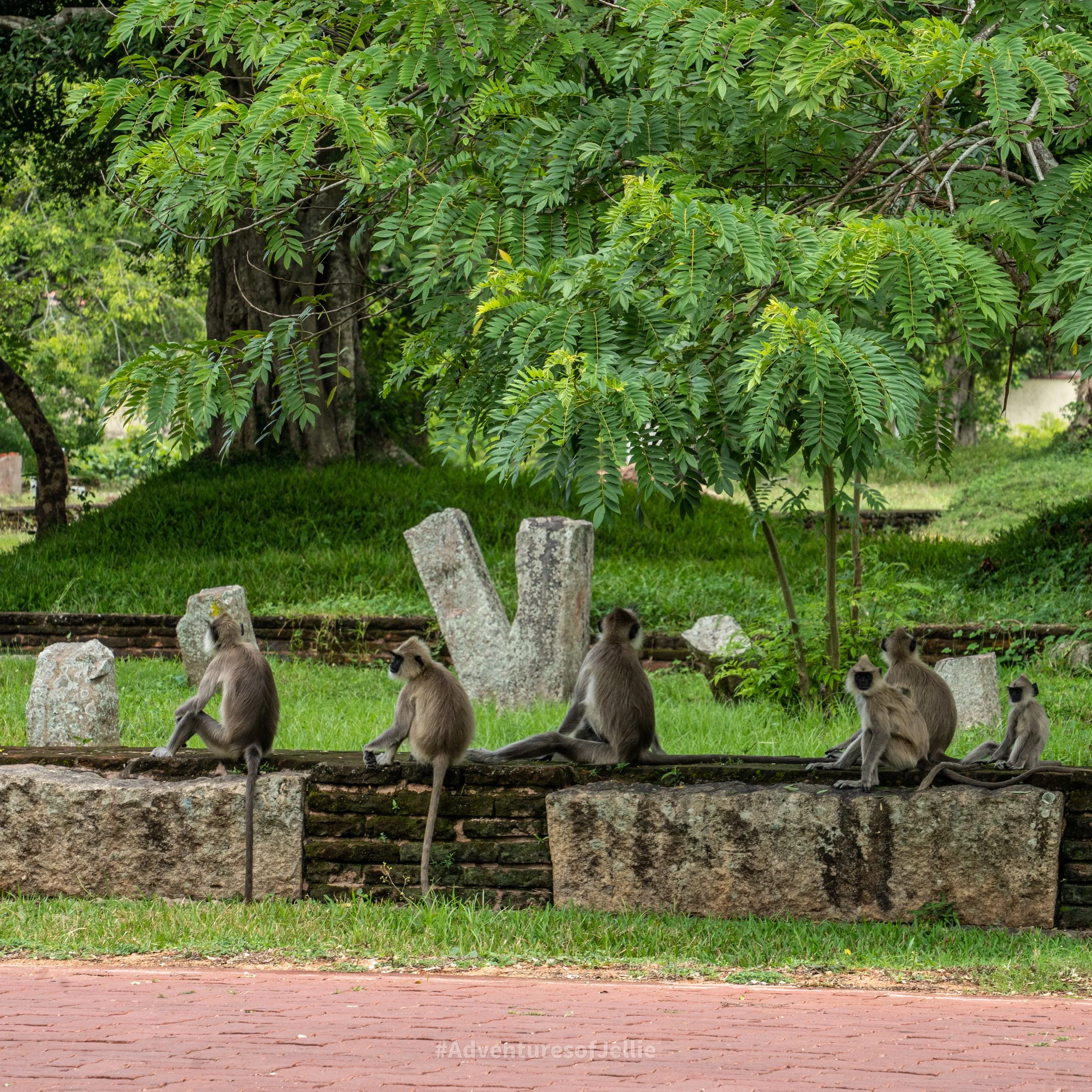 A troupe of Langur monkeys relaxes on a ruined wall in Anuradhapura ancient city, Sri Lanka