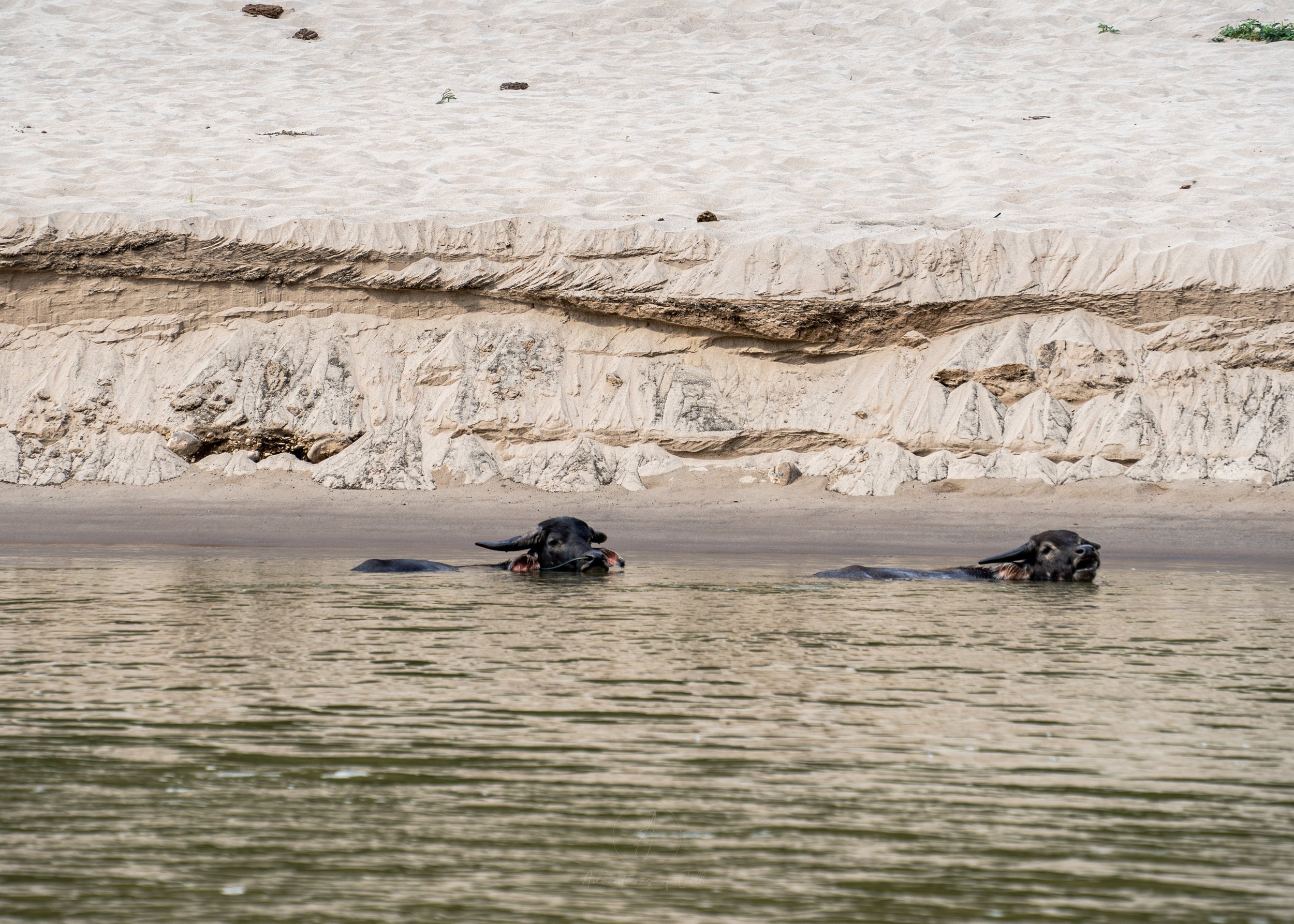 Water Buffalo - Mekong River.jpg