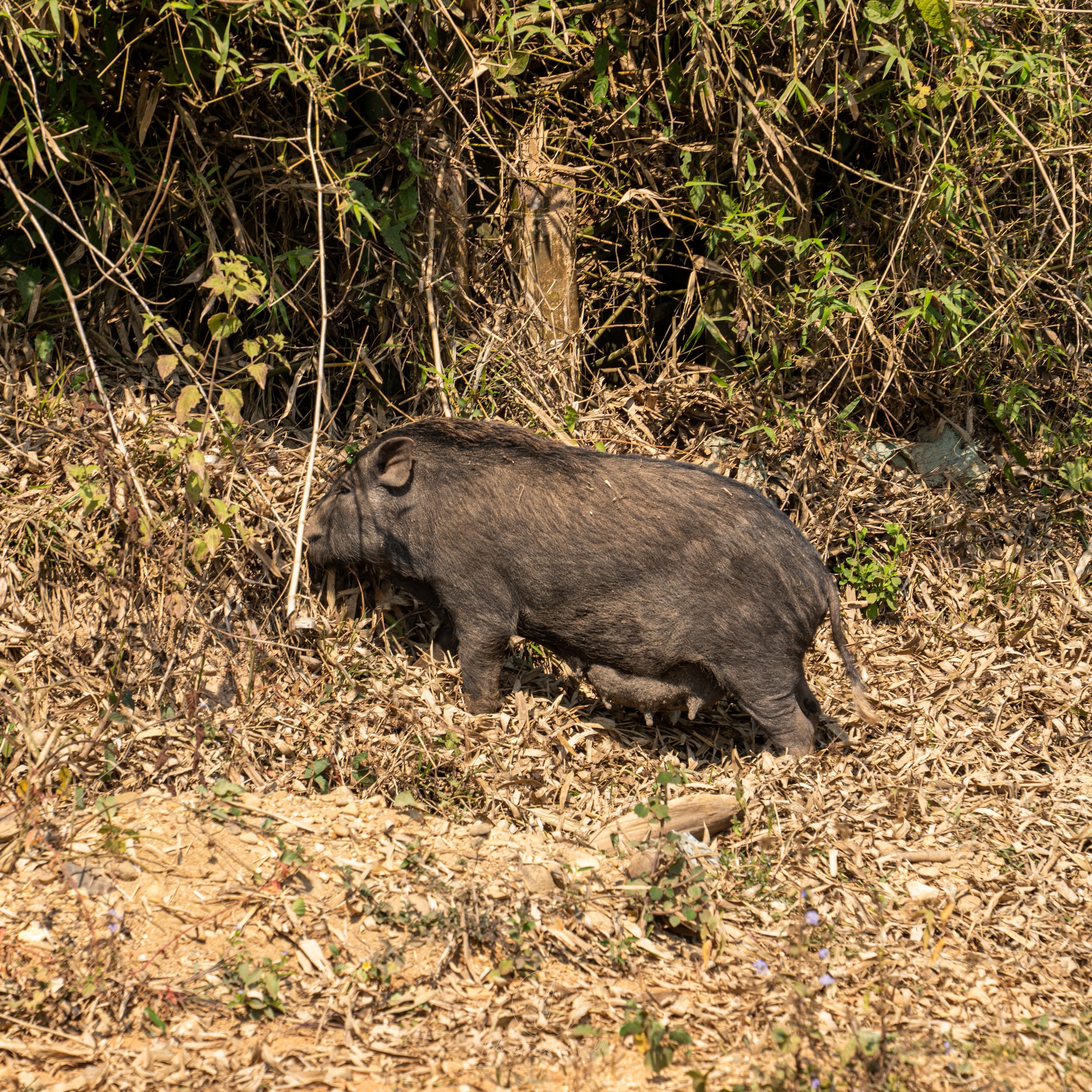 Pig Nong Khiaw.jpg