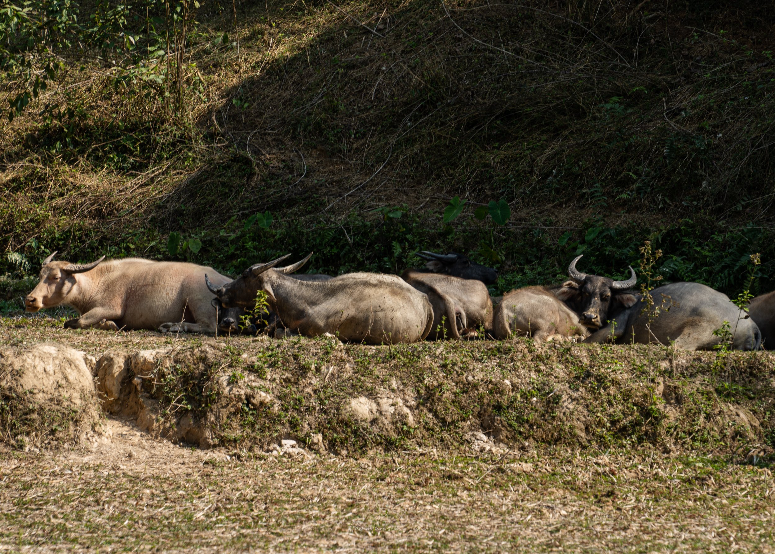 Water Buffalo Nong Khiaw.jpg