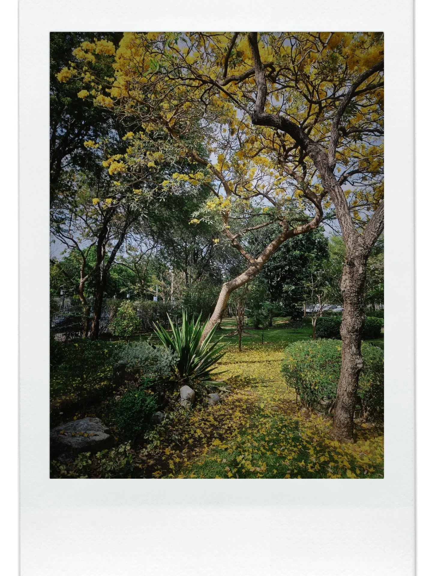 Spring has arrived in Bangkok 💛

If you're in the Thai capital, make sure you head up to Chatuchak Park where the whole park is in full bloom!

The park was the perfect backdrop for us to play around with the @oldrollcamera app 📷

📍 Chatuchak Park