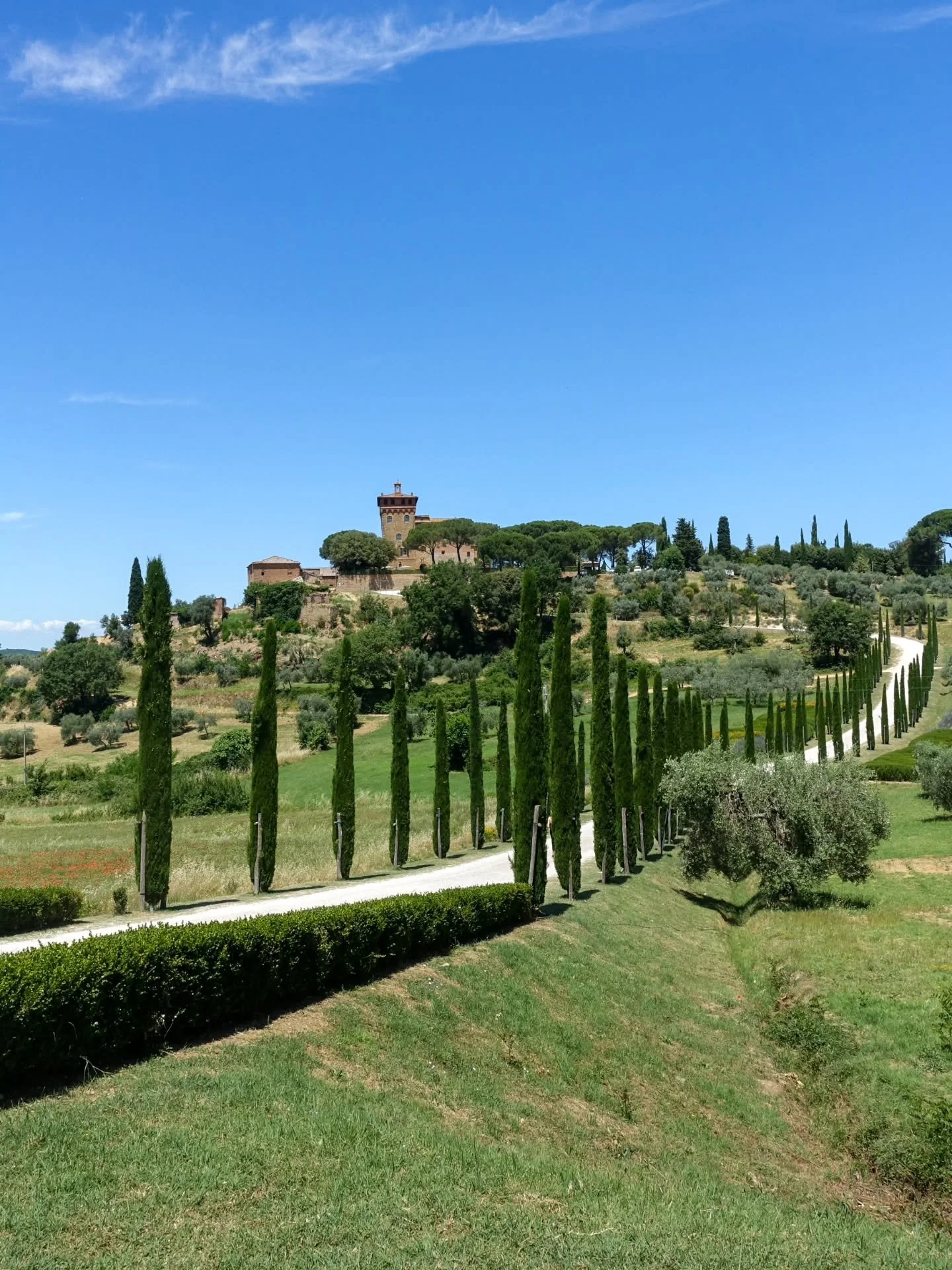 Did you even go to Tuscany if you didn't snap at least one photo of the iconic cypress trees? 🇮🇹

Name a more Tuscan view than this... I'll wait 📸

📍Pienza, Tuscany 

#tuscany #tuscanygram #cypresstrees #italybucketlist #italygram