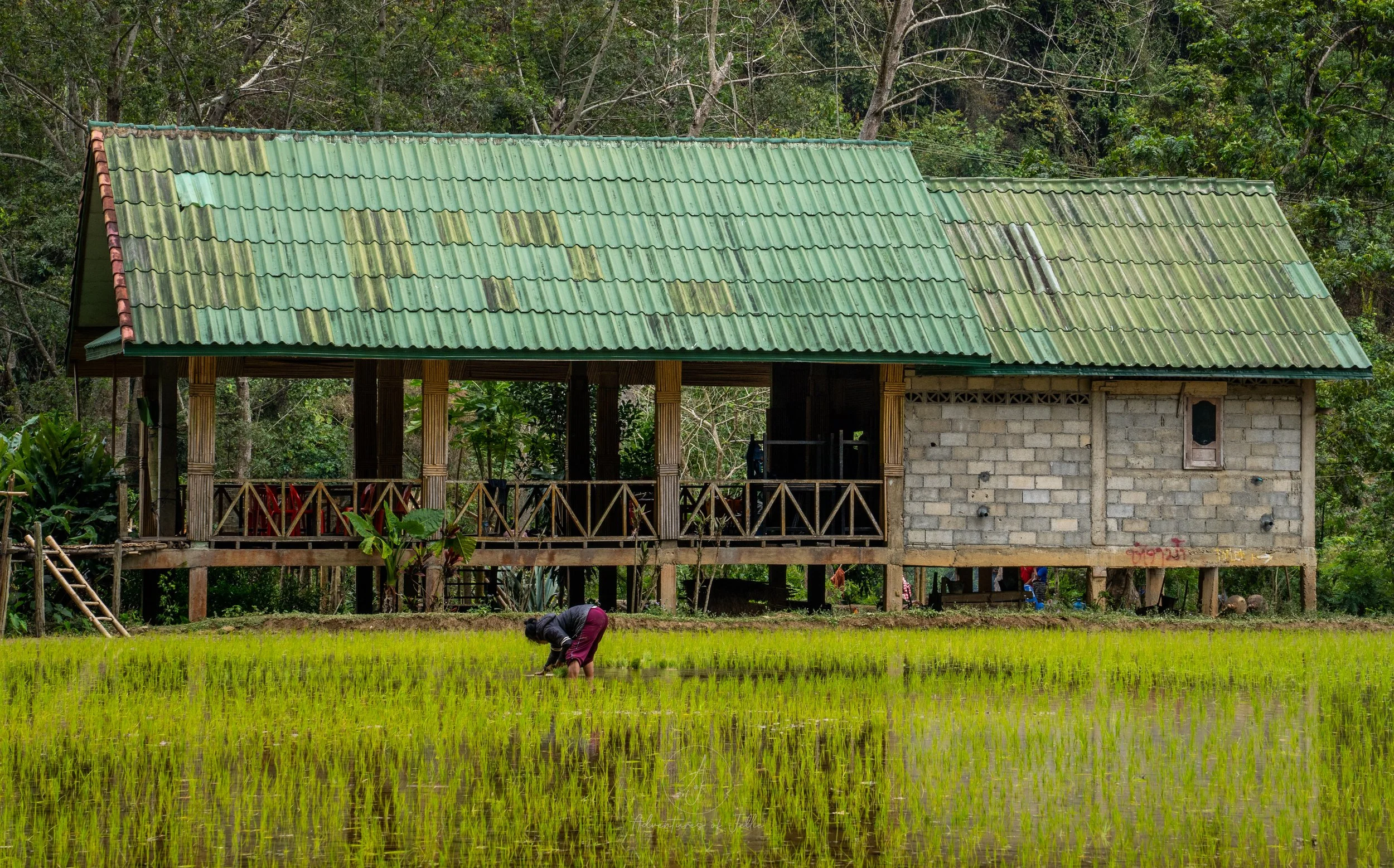 A lady stands crouched as she plants bright green rice shoots into  a flooded rice paddy on a farm outside the Phathok Caves in Nong Khiaw, Laos.