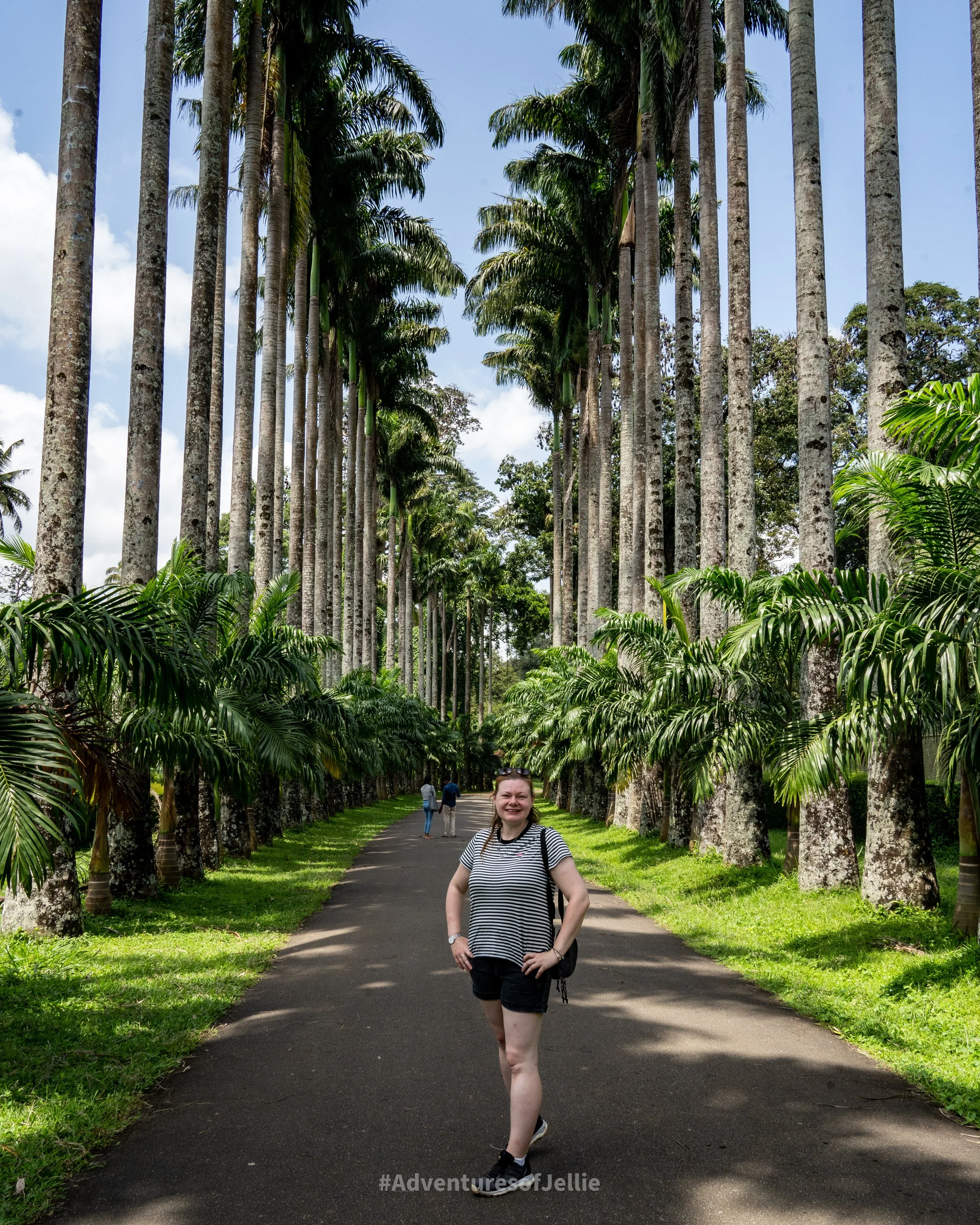 The palm tree avenue in Kandy's Royal Botanical Gardens