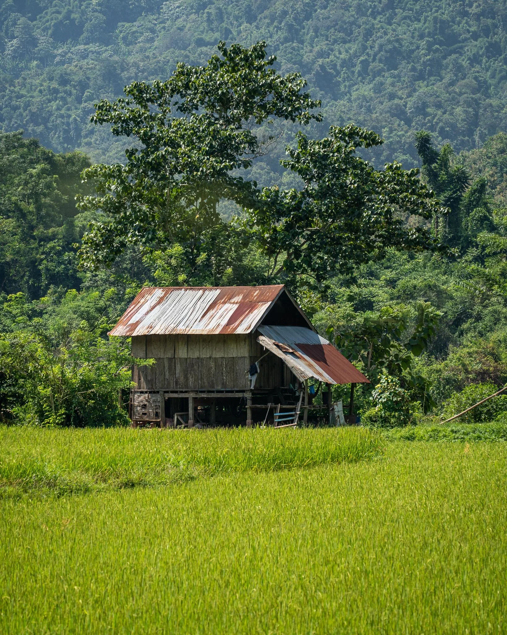 A rice paddy field is filled with green shoots at the end of Nong Khiaw's rainy season. Behind the field a traditional Laotian stilted house sits in front of a towering mountain.