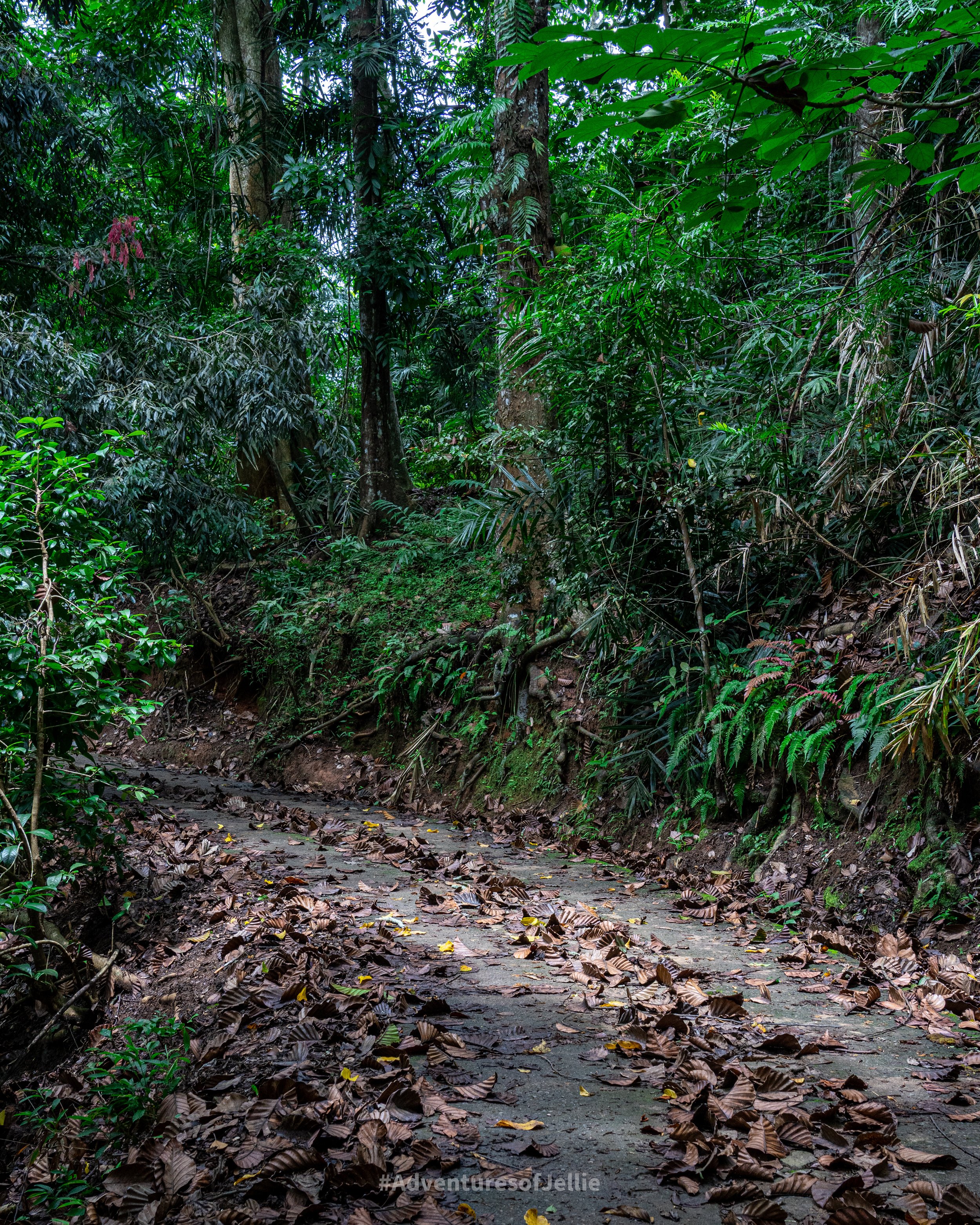 A forest path through Udawattakele Reserve in Kandy