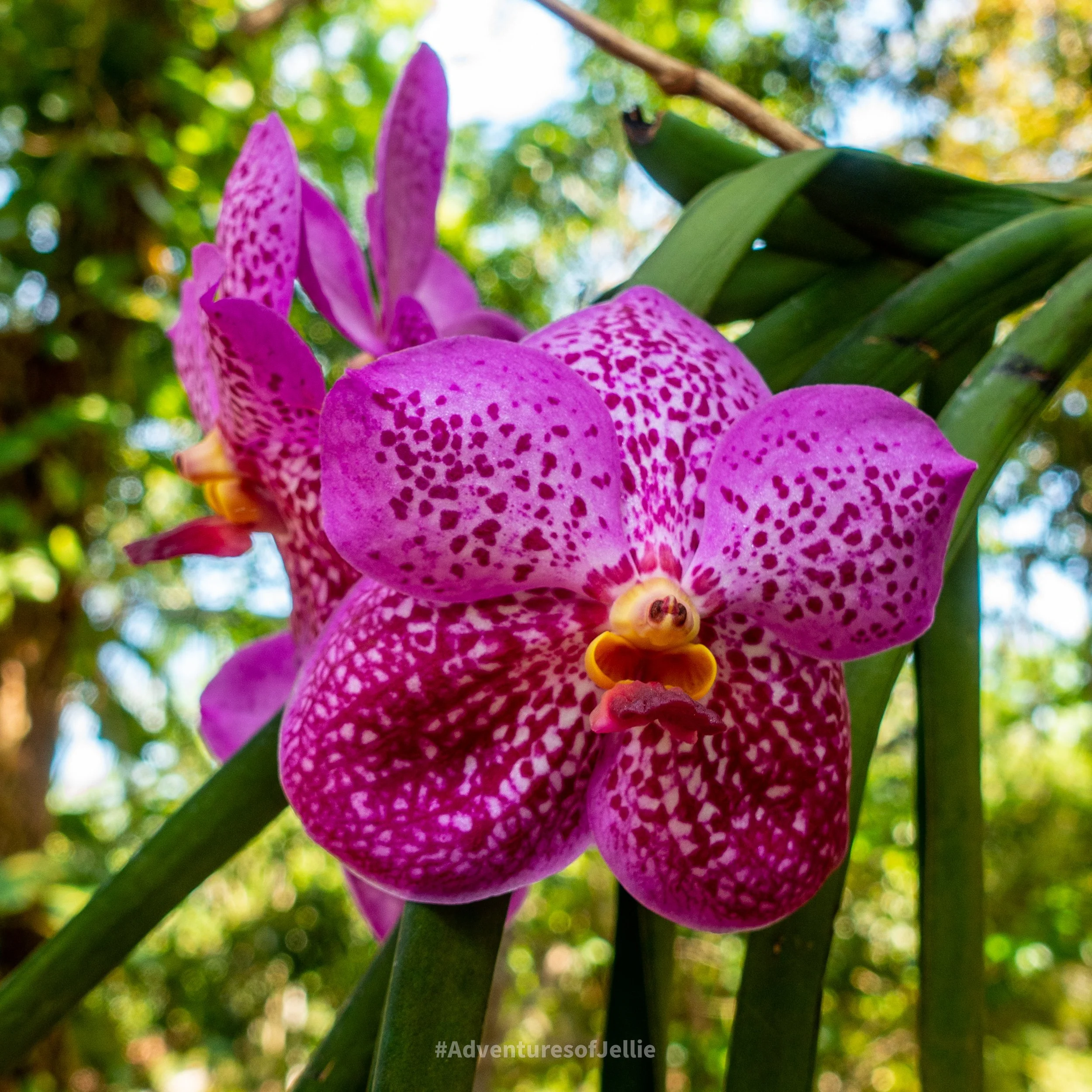 A bright pink orchid hangs in Dudley's Nature Resort in Habarana, Sri Lanka